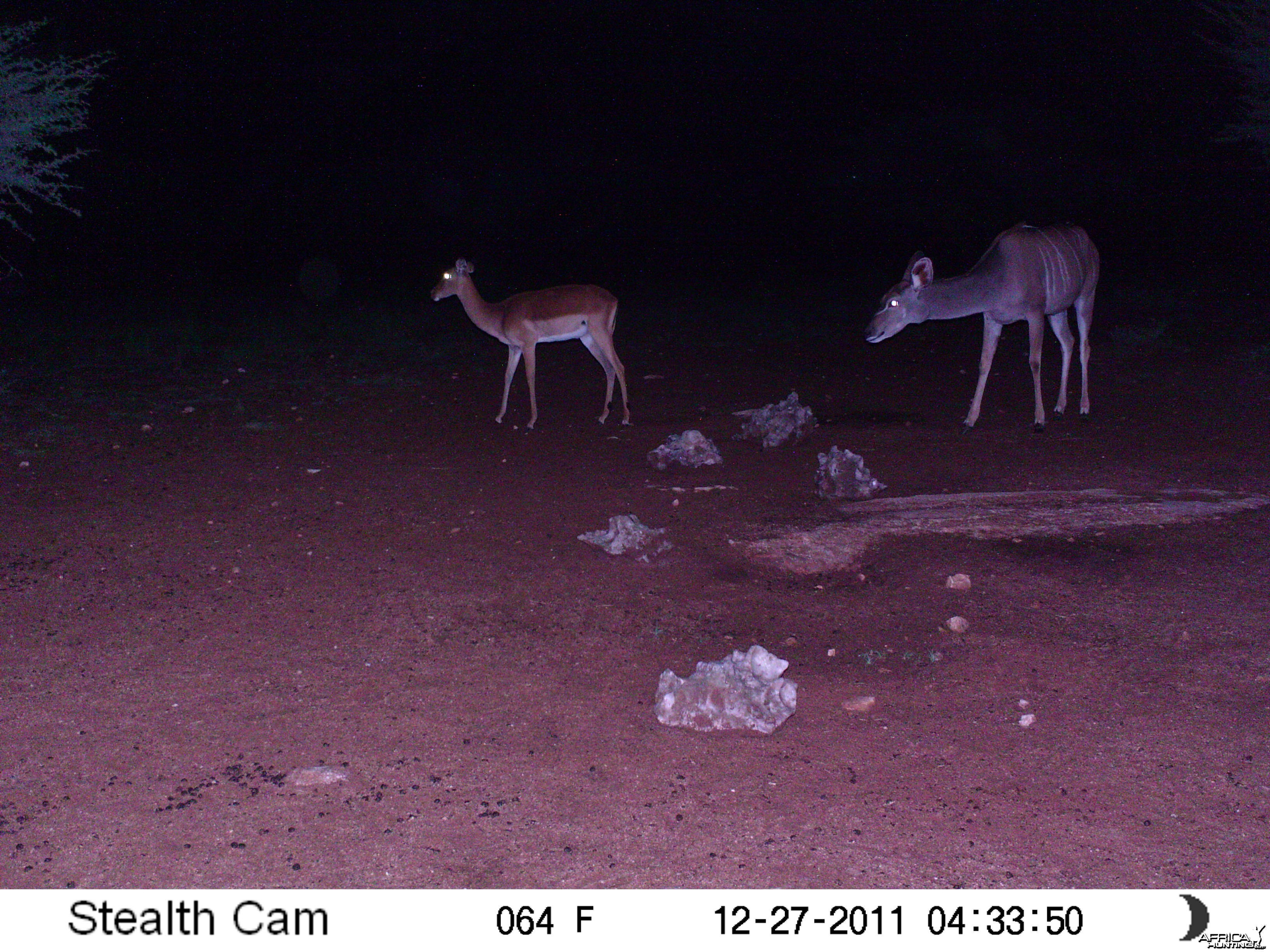 Trail Camera Namibia