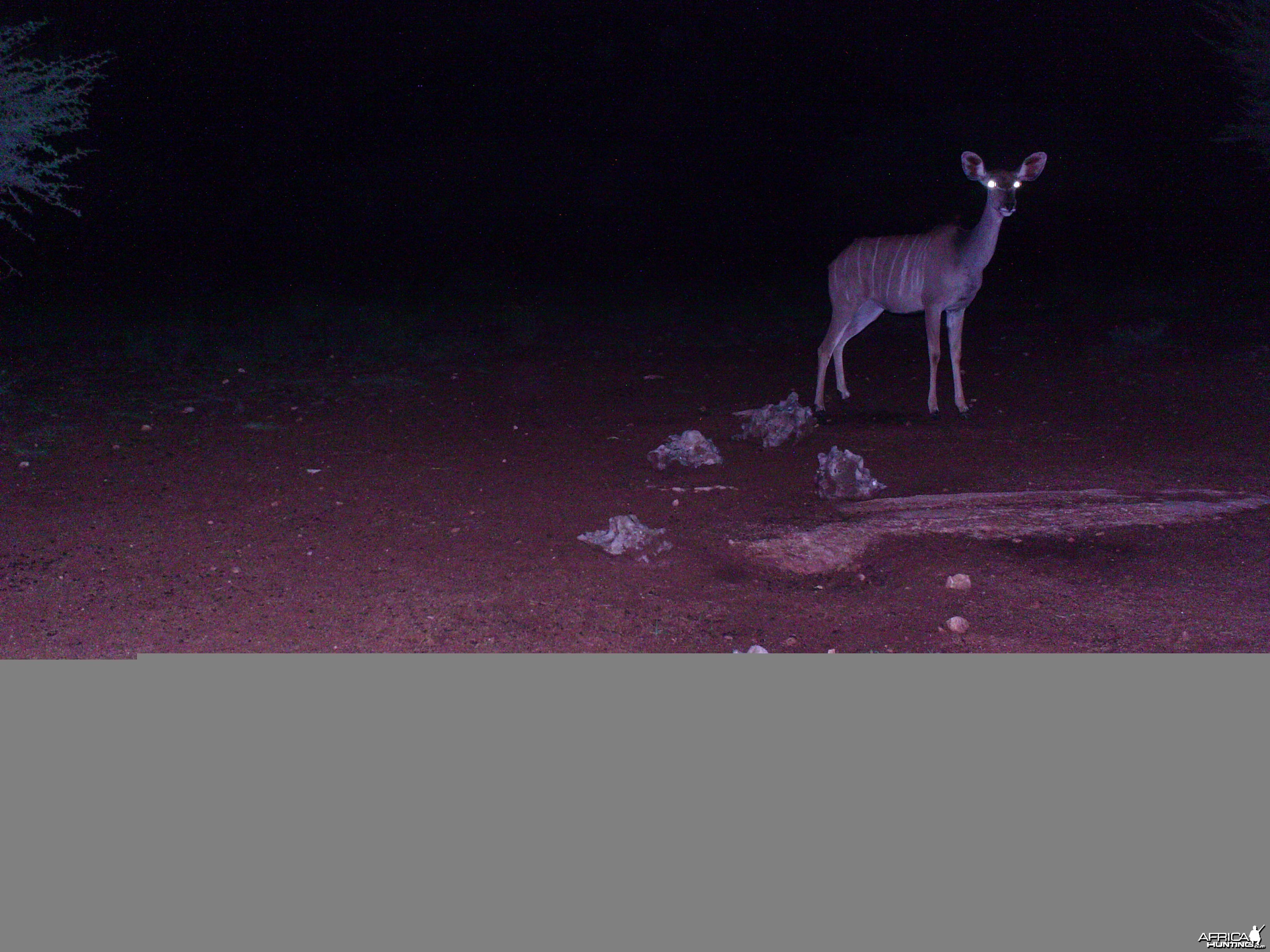 Trail Camera Namibia