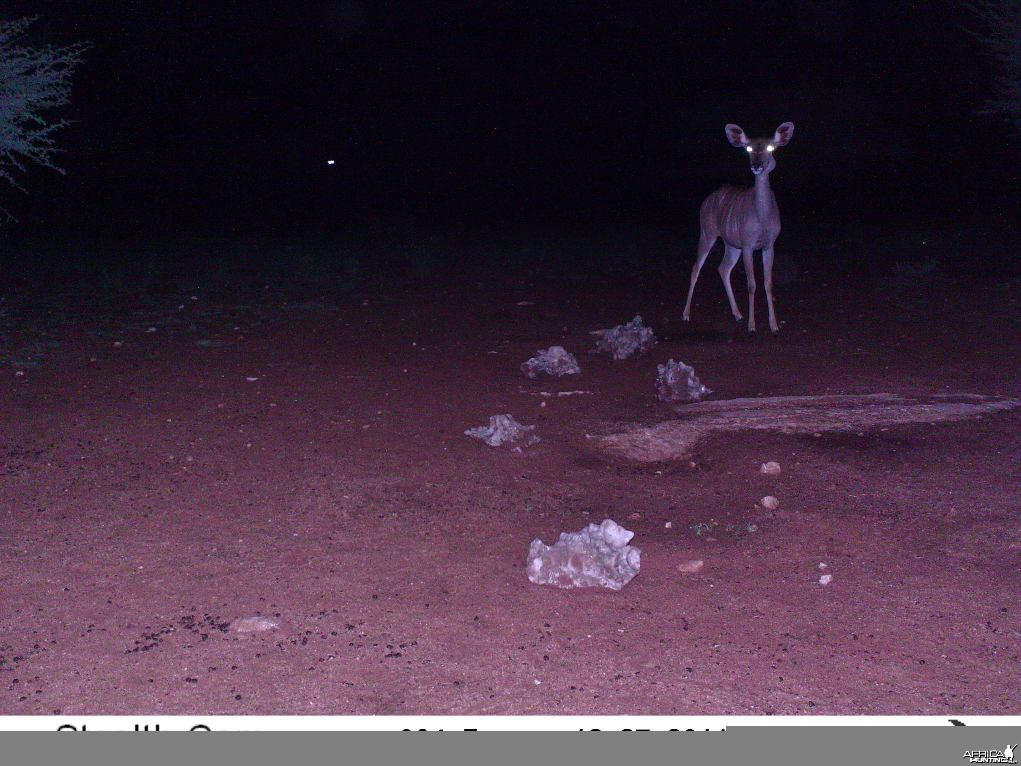 Trail Camera Namibia