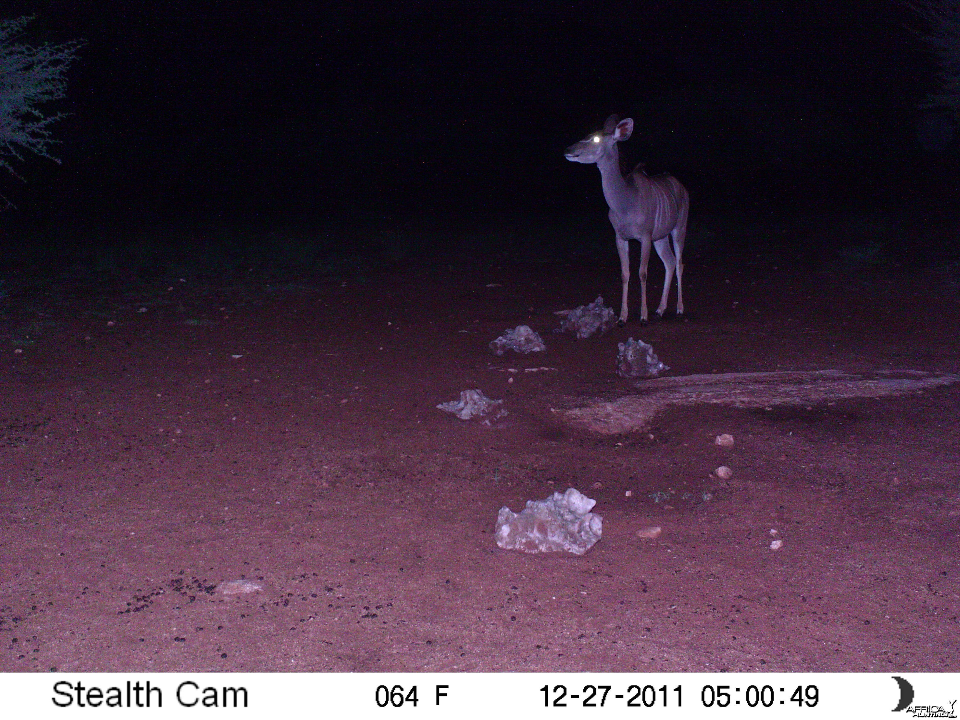 Trail Camera Namibia