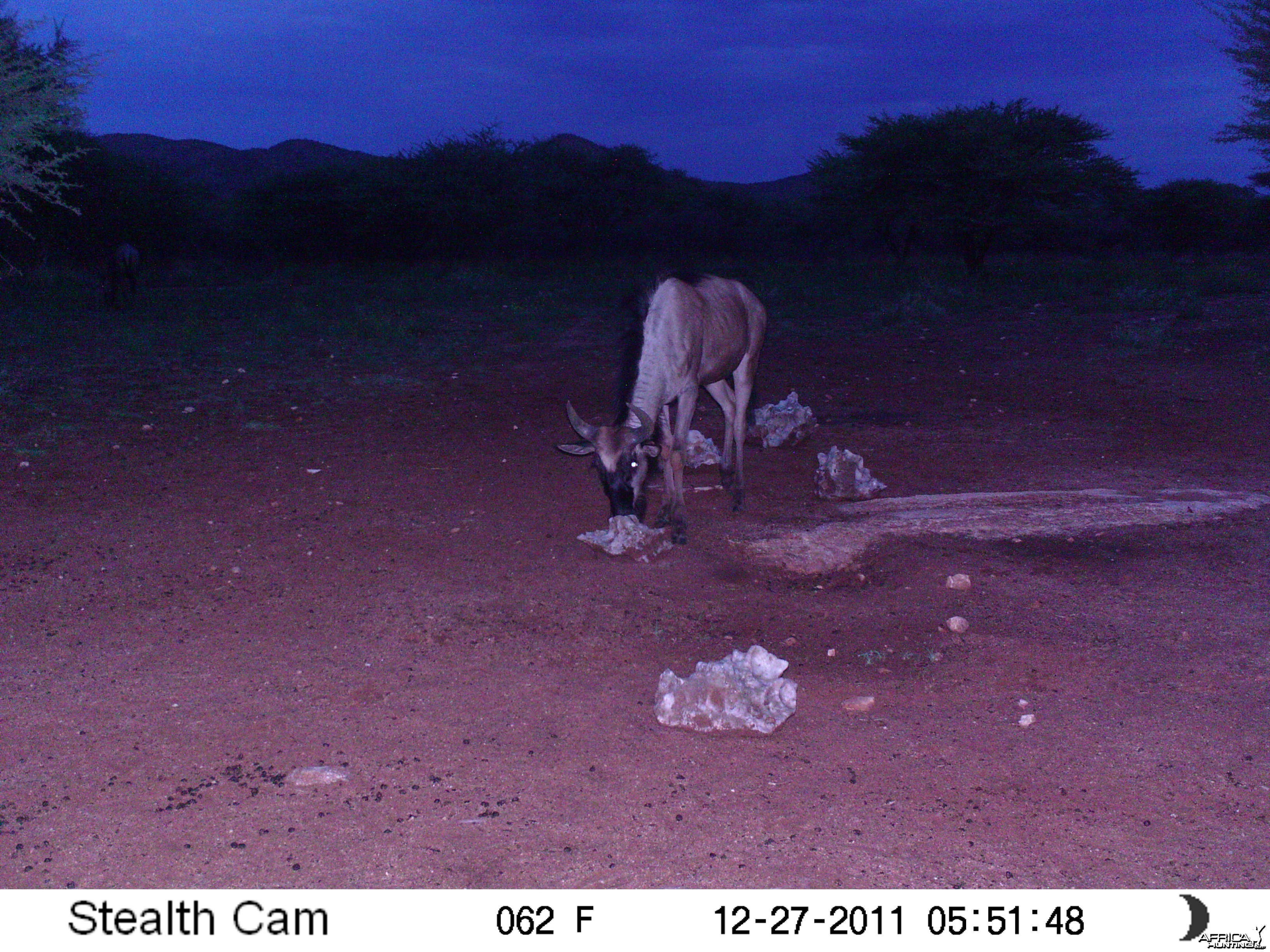 Trail Camera Namibia