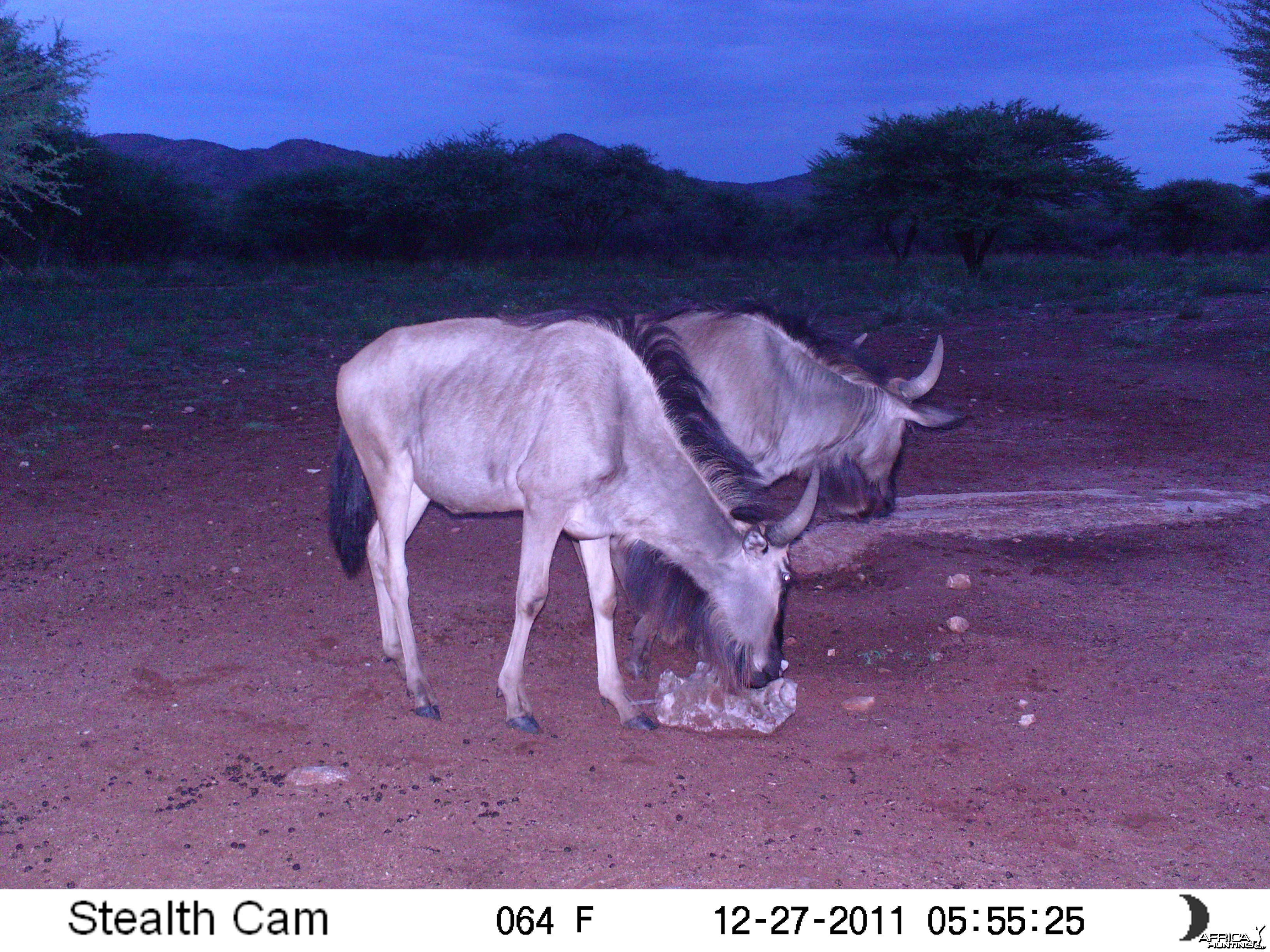 Trail Camera Namibia