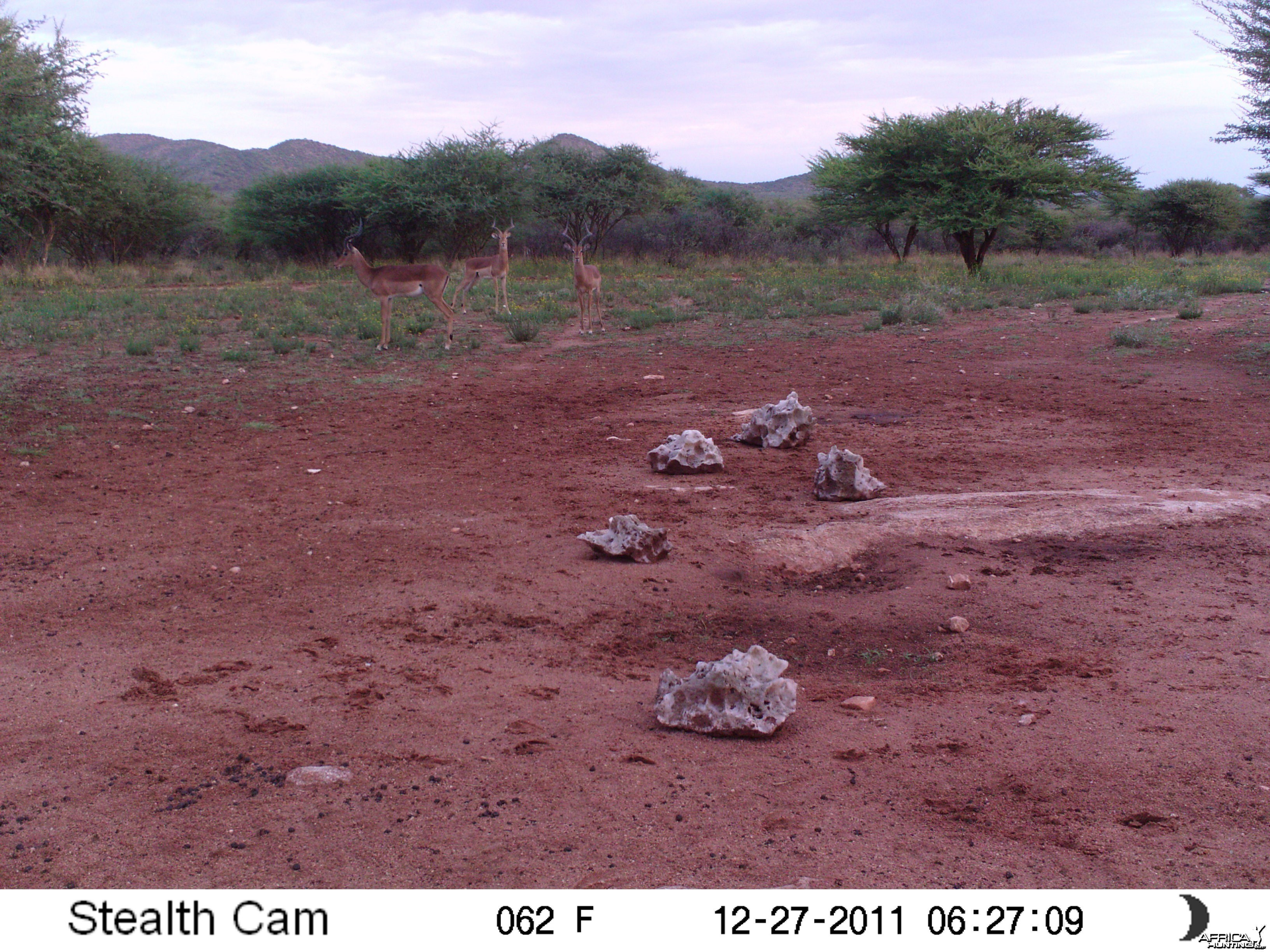 Trail Camera Namibia