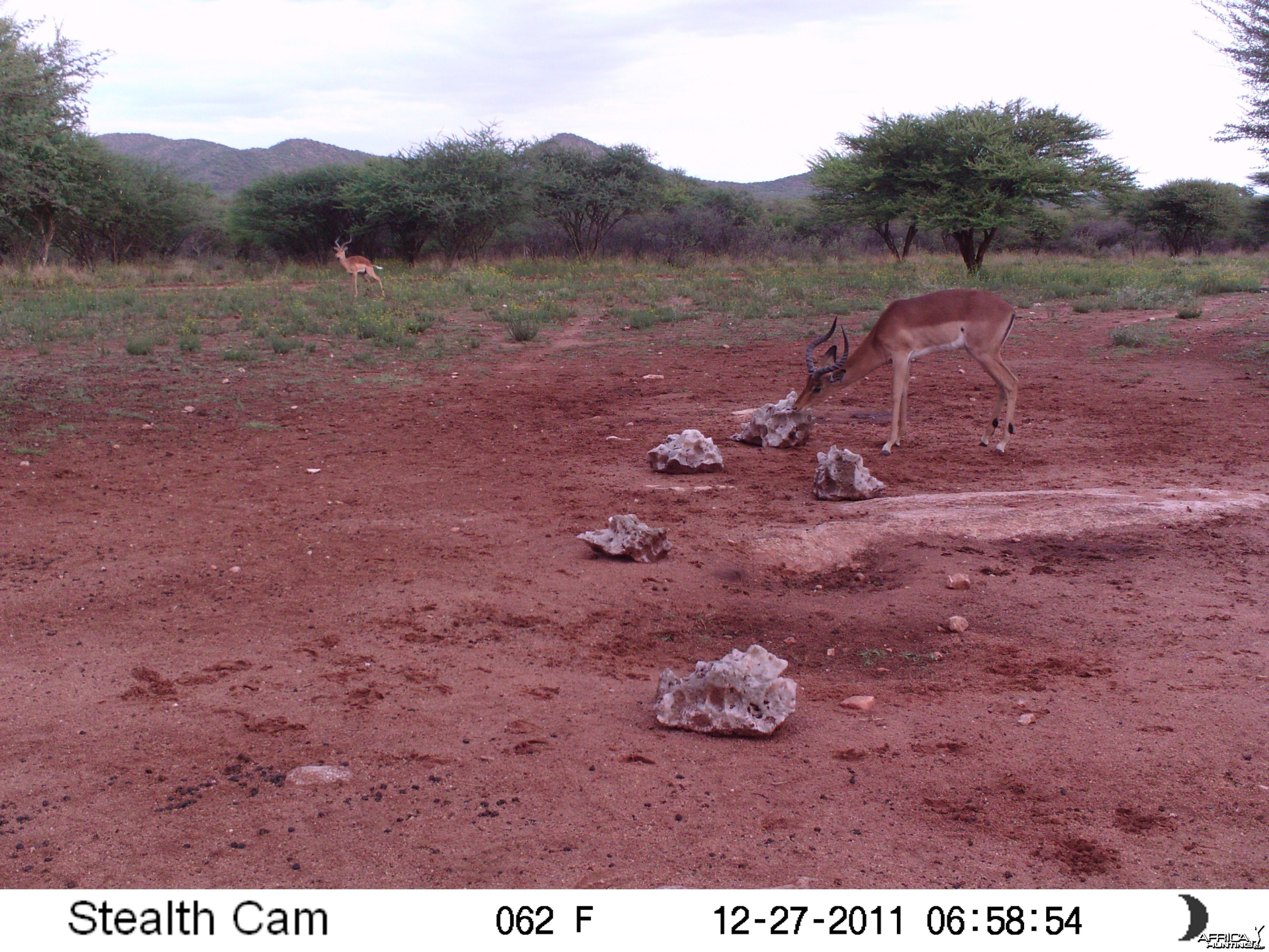 Trail Camera Namibia