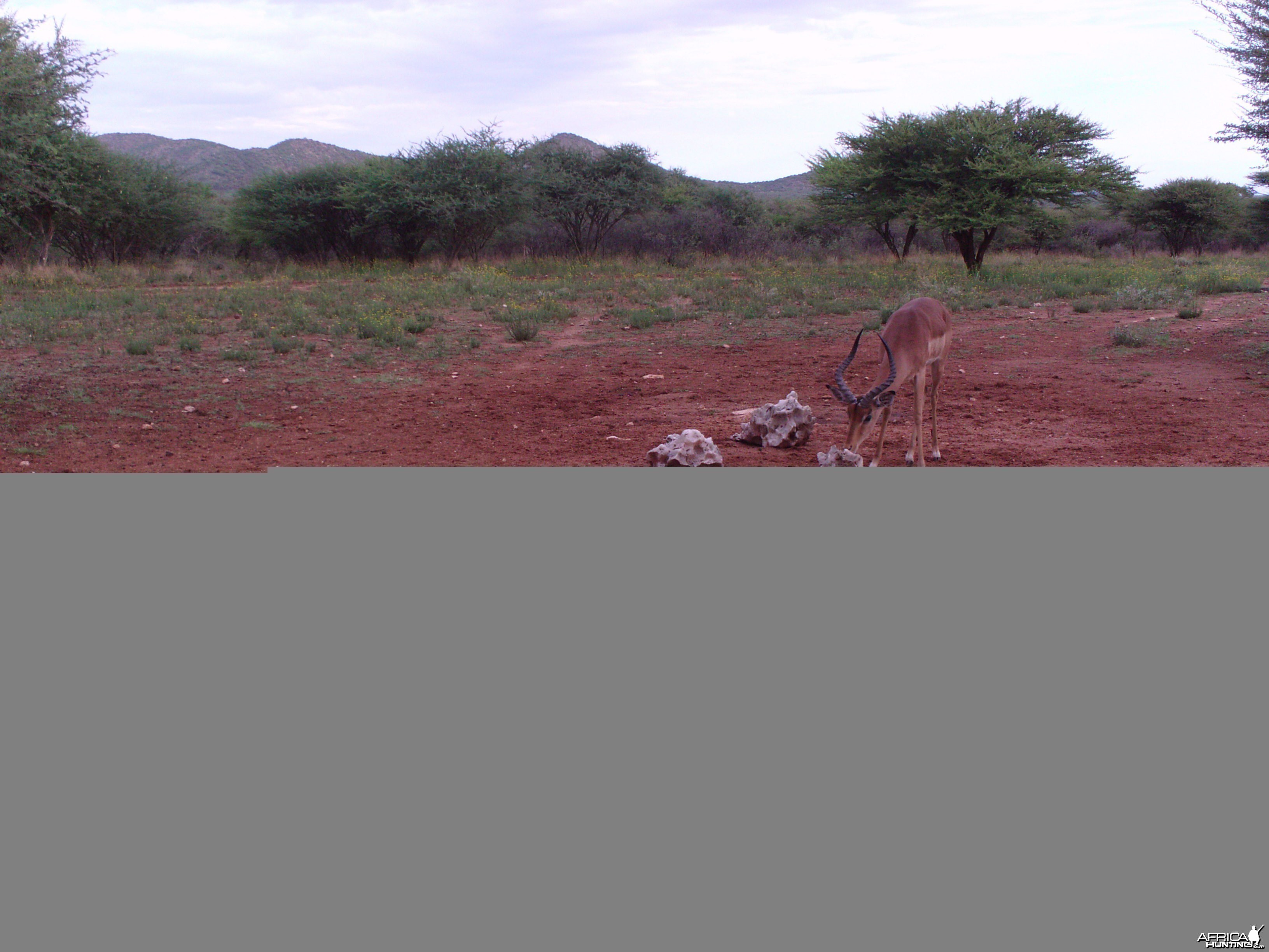 Trail Camera Namibia