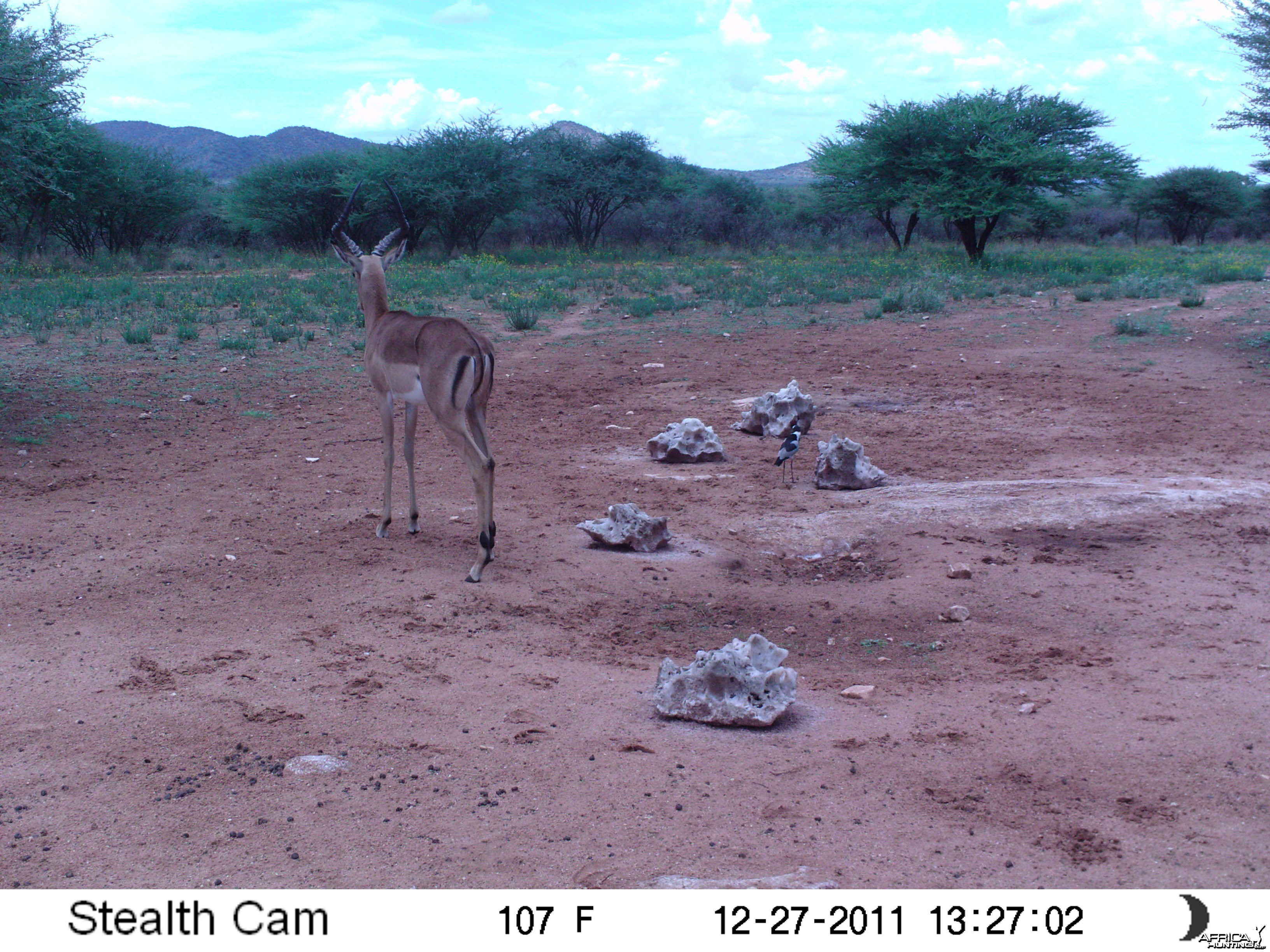 Trail Camera Namibia