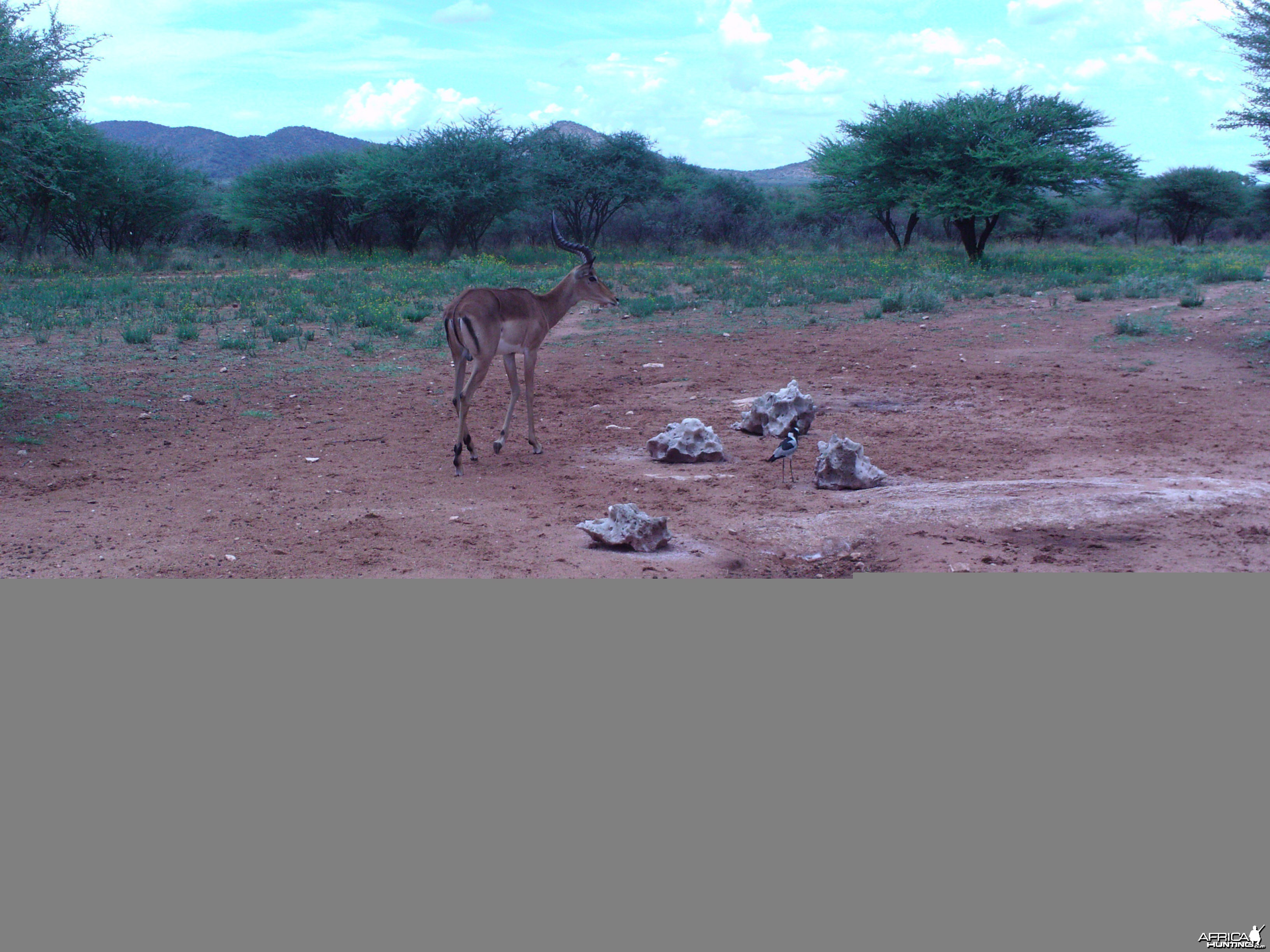 Trail Camera Namibia