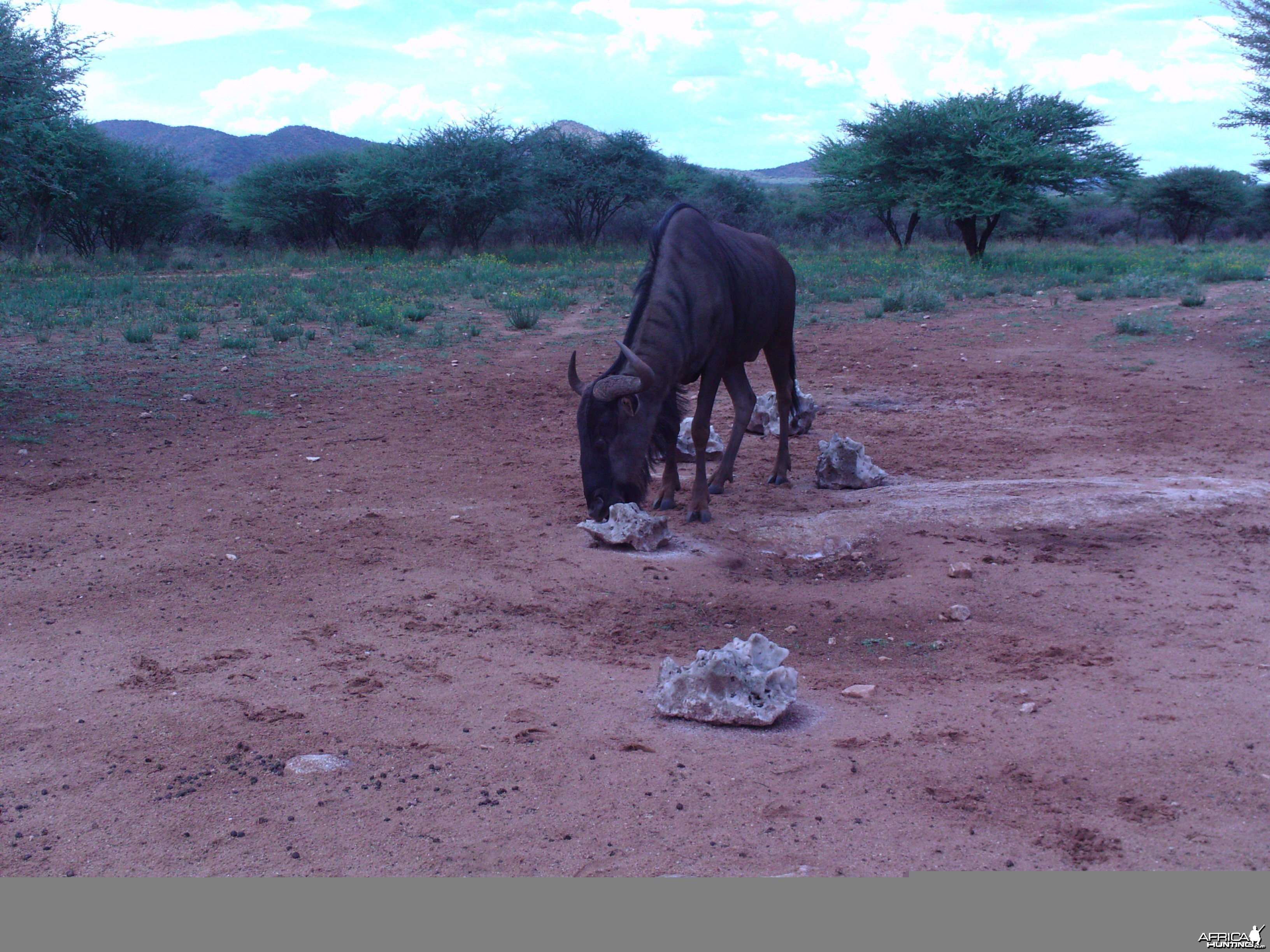 Trail Camera Namibia