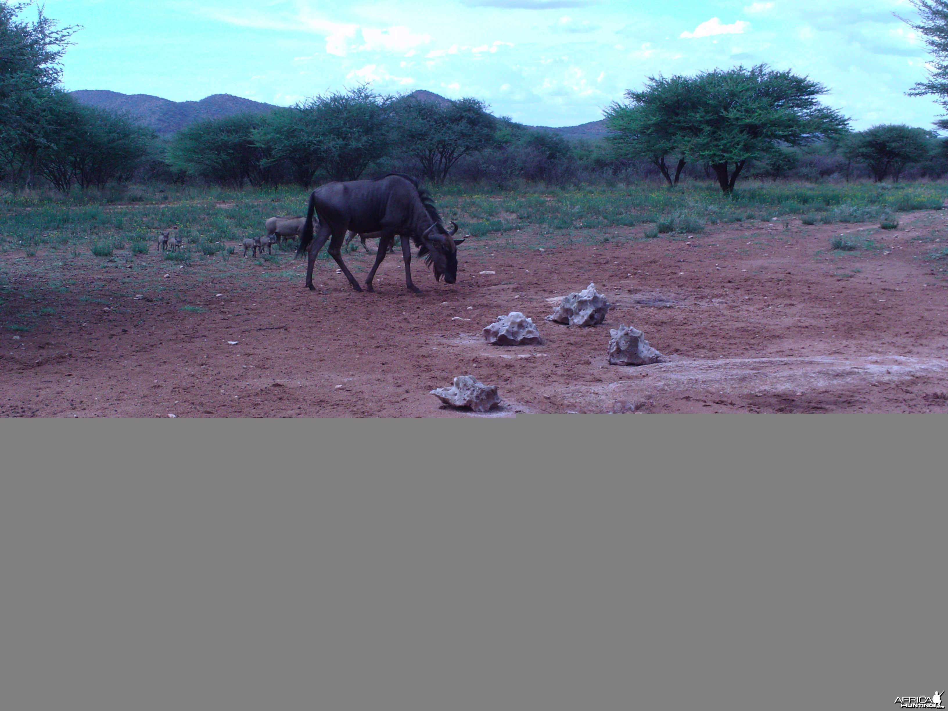 Trail Camera Namibia