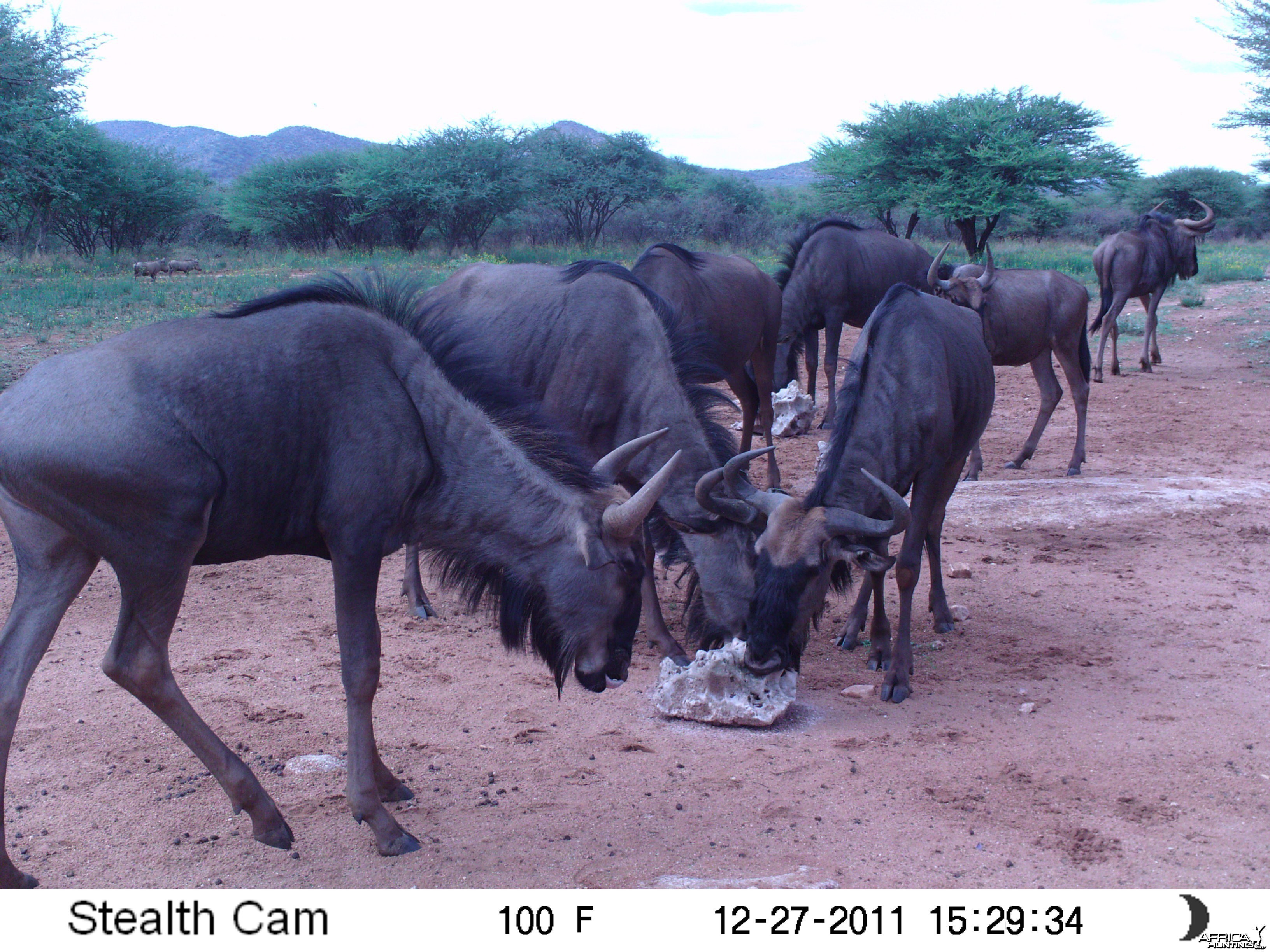 Trail Camera Namibia