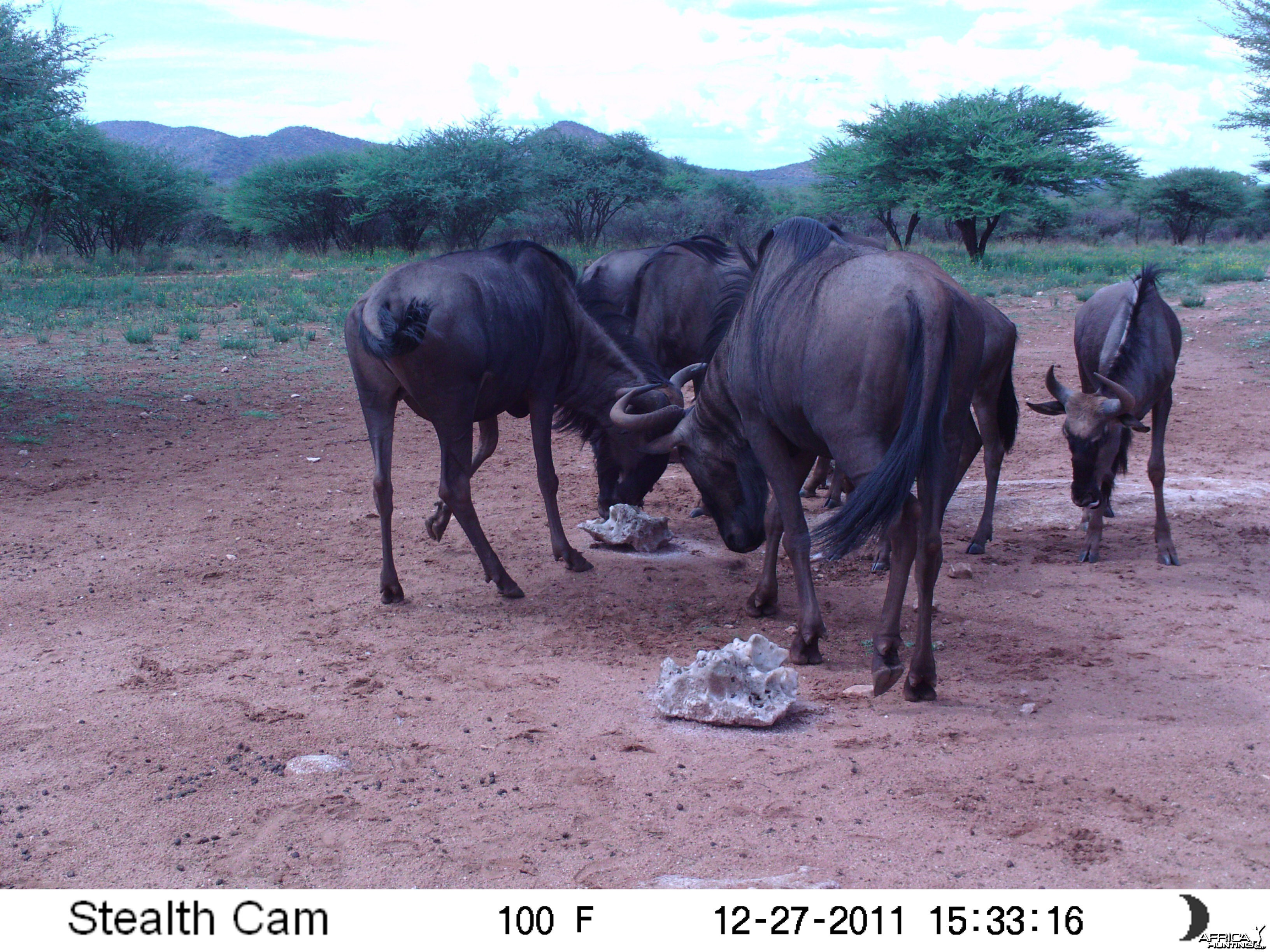 Trail Camera Namibia