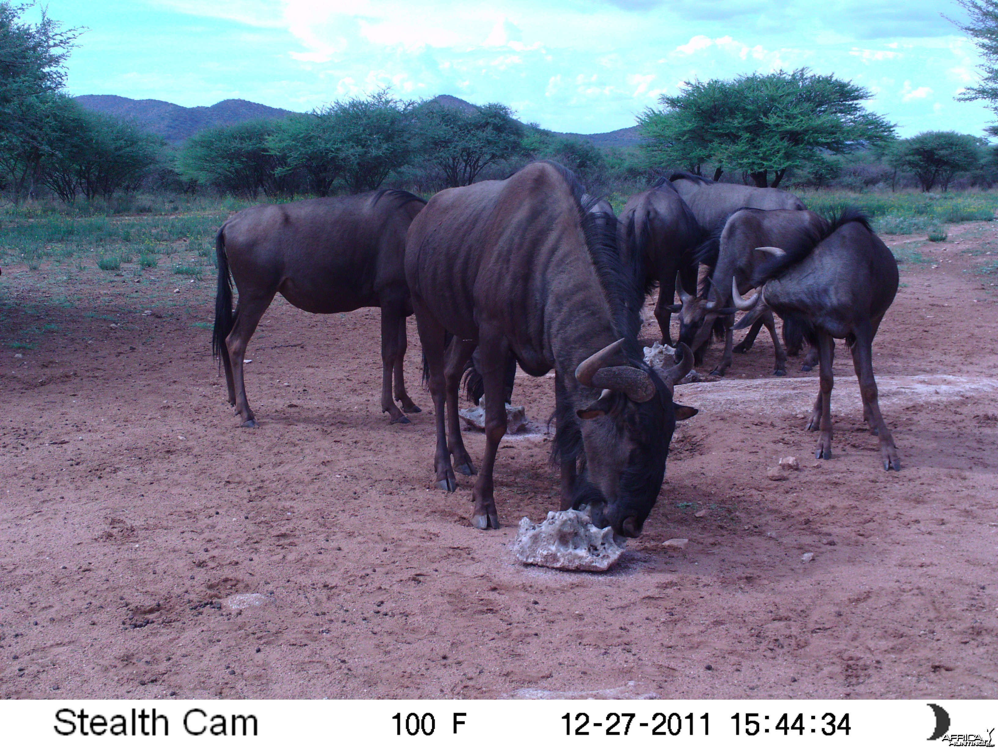 Trail Camera Namibia