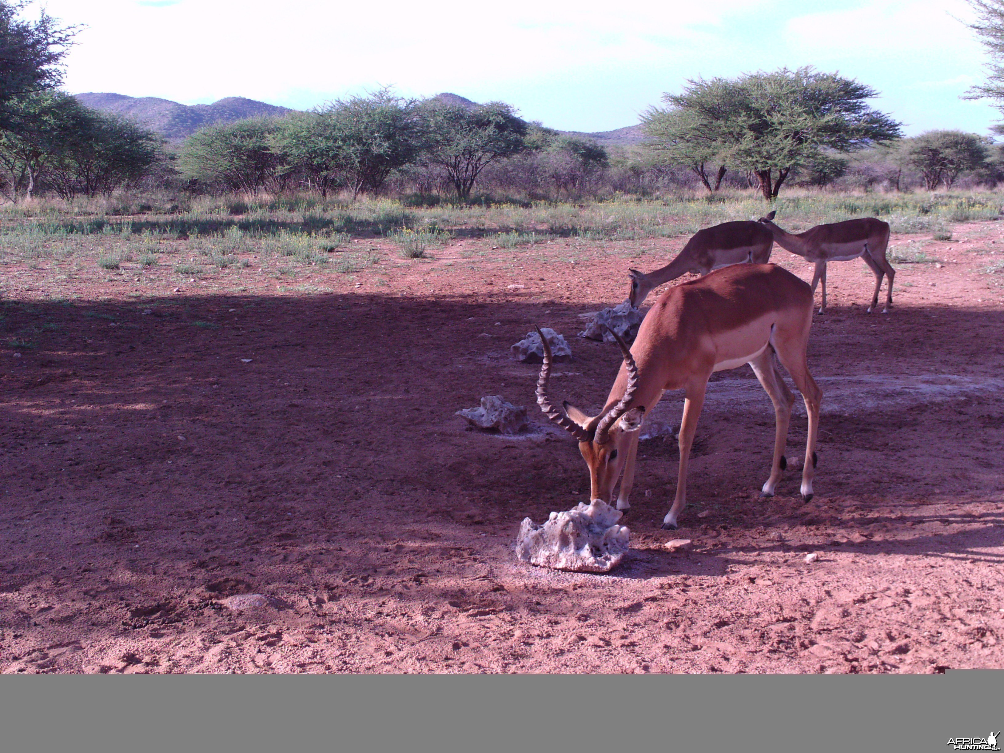 Trail Camera Namibia