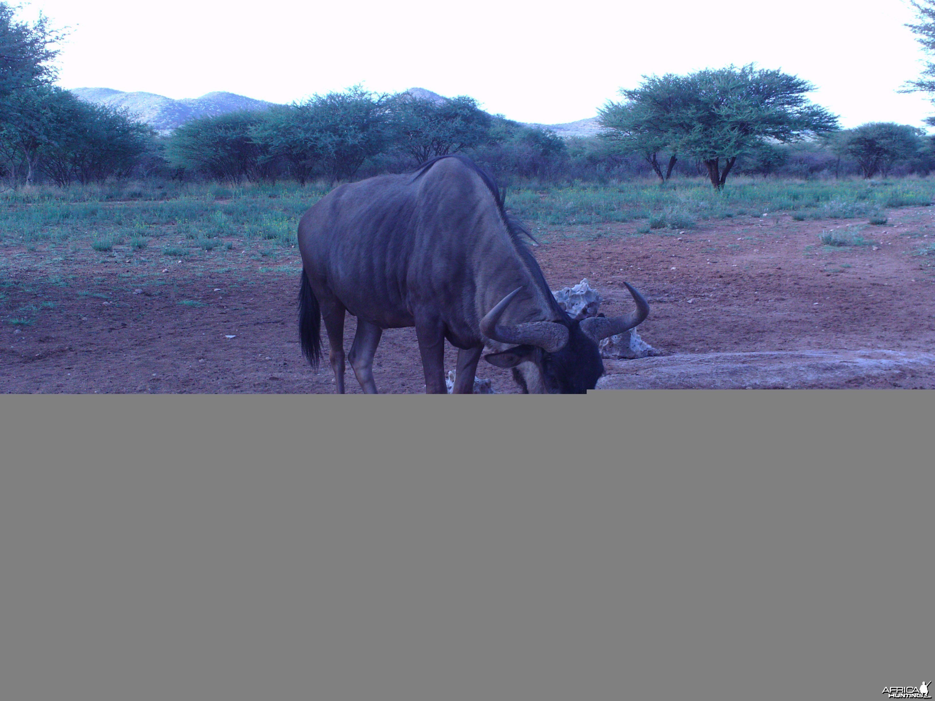 Trail Camera Namibia