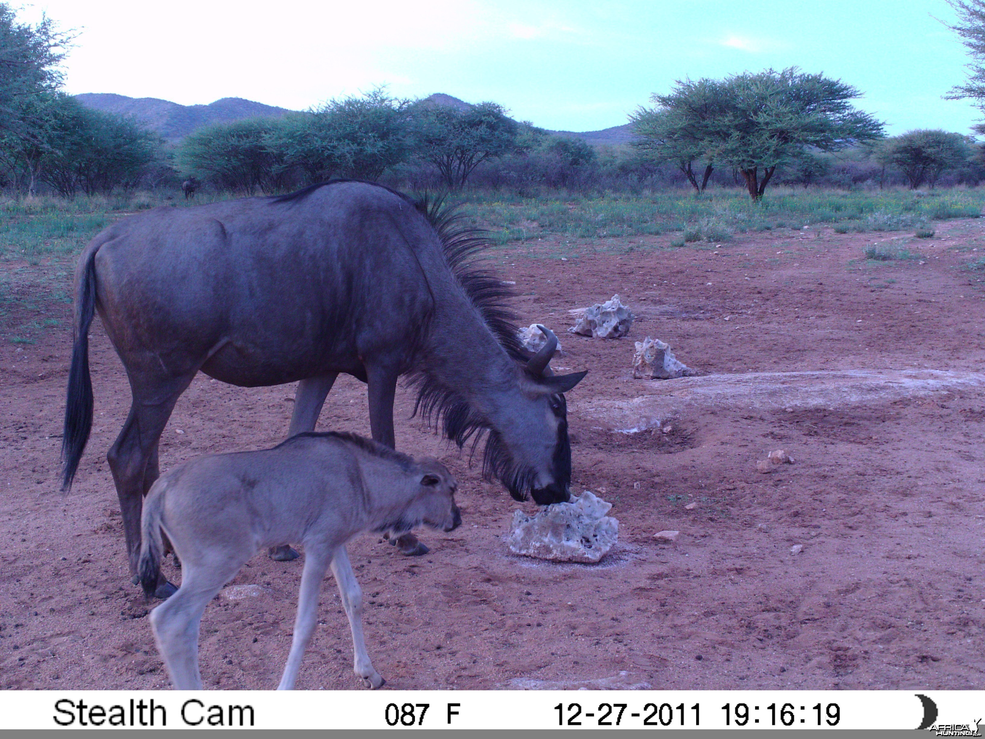 Trail Camera Namibia