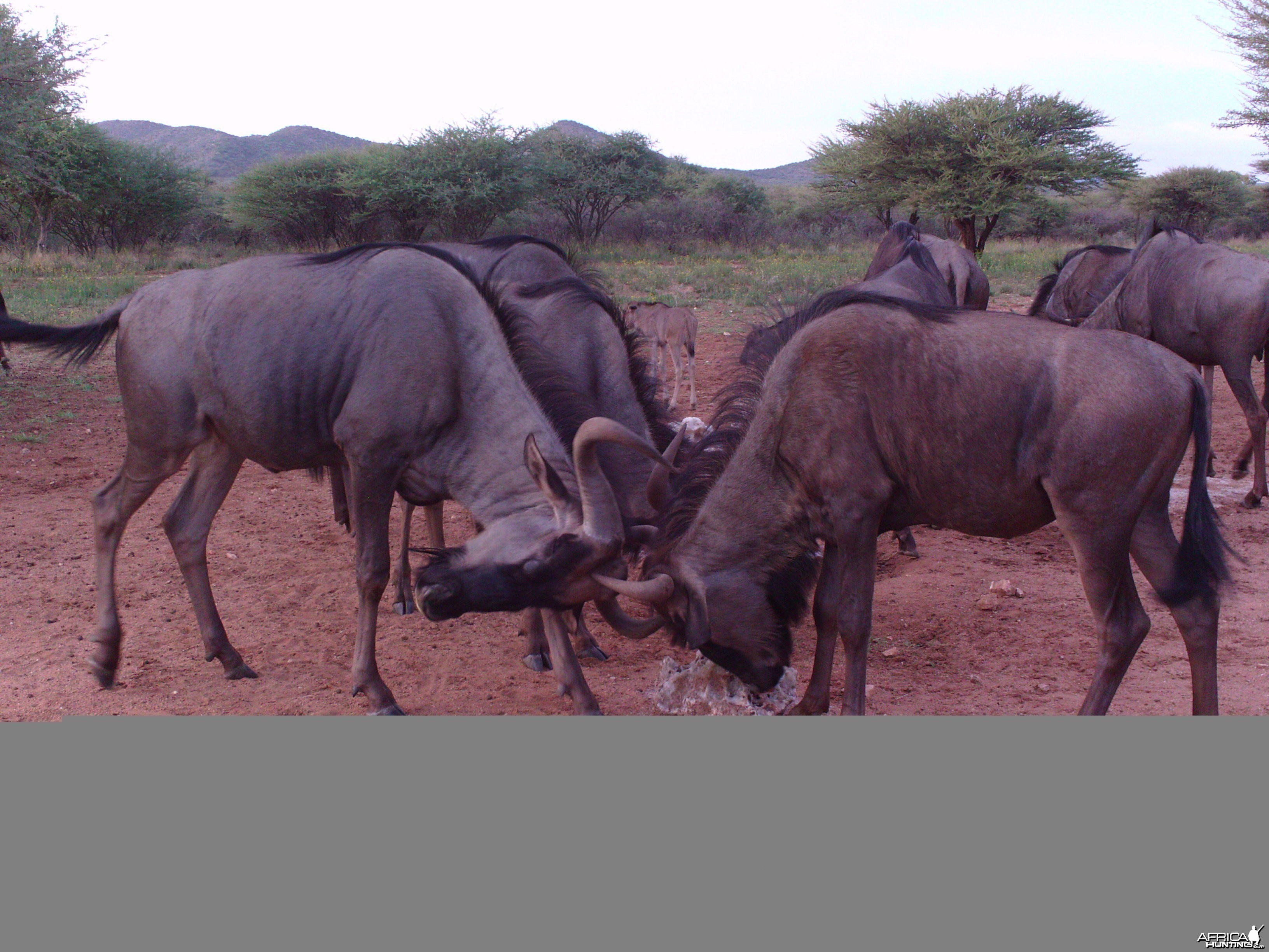 Trail Camera Namibia