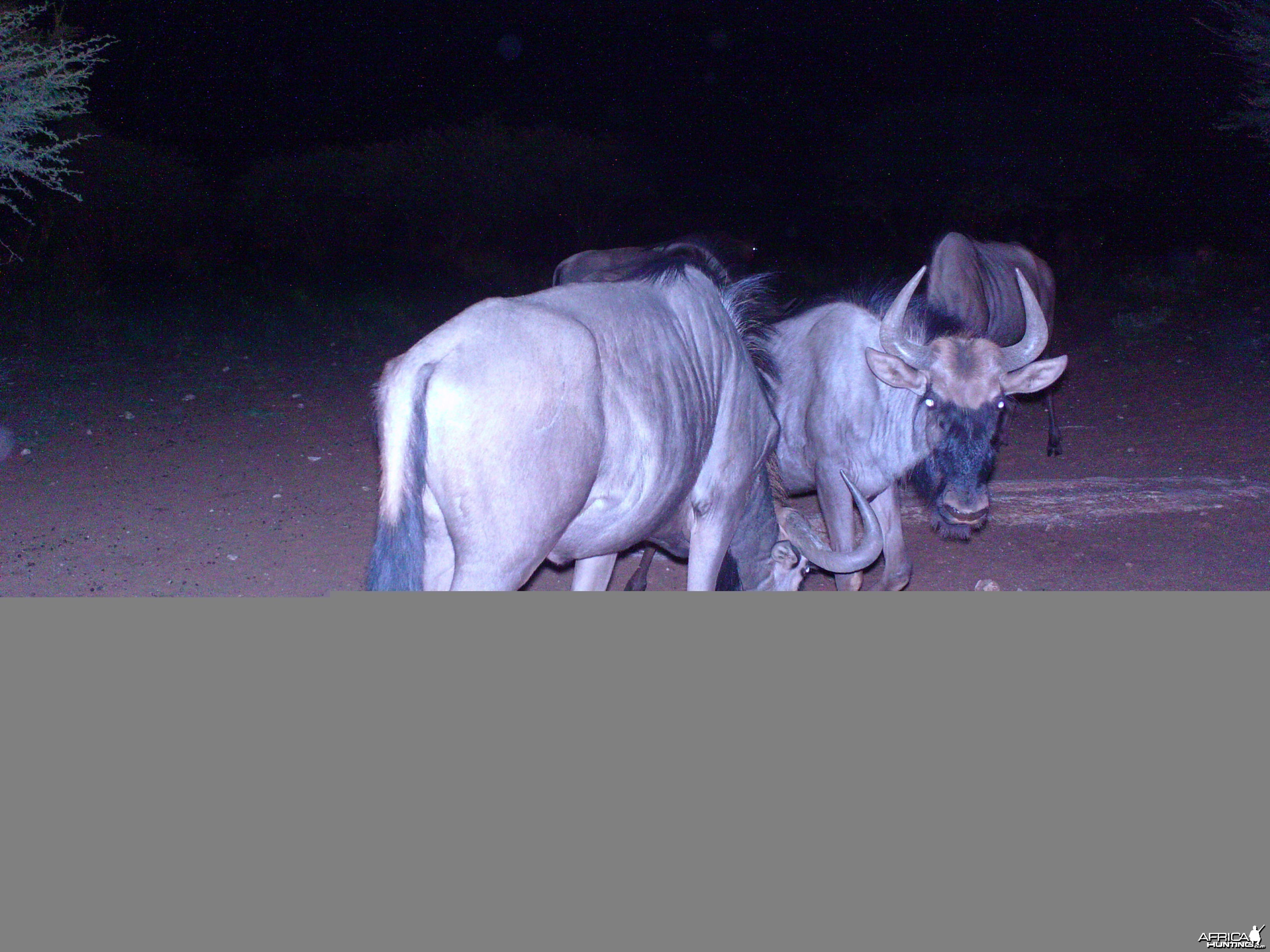 Trail Camera Namibia