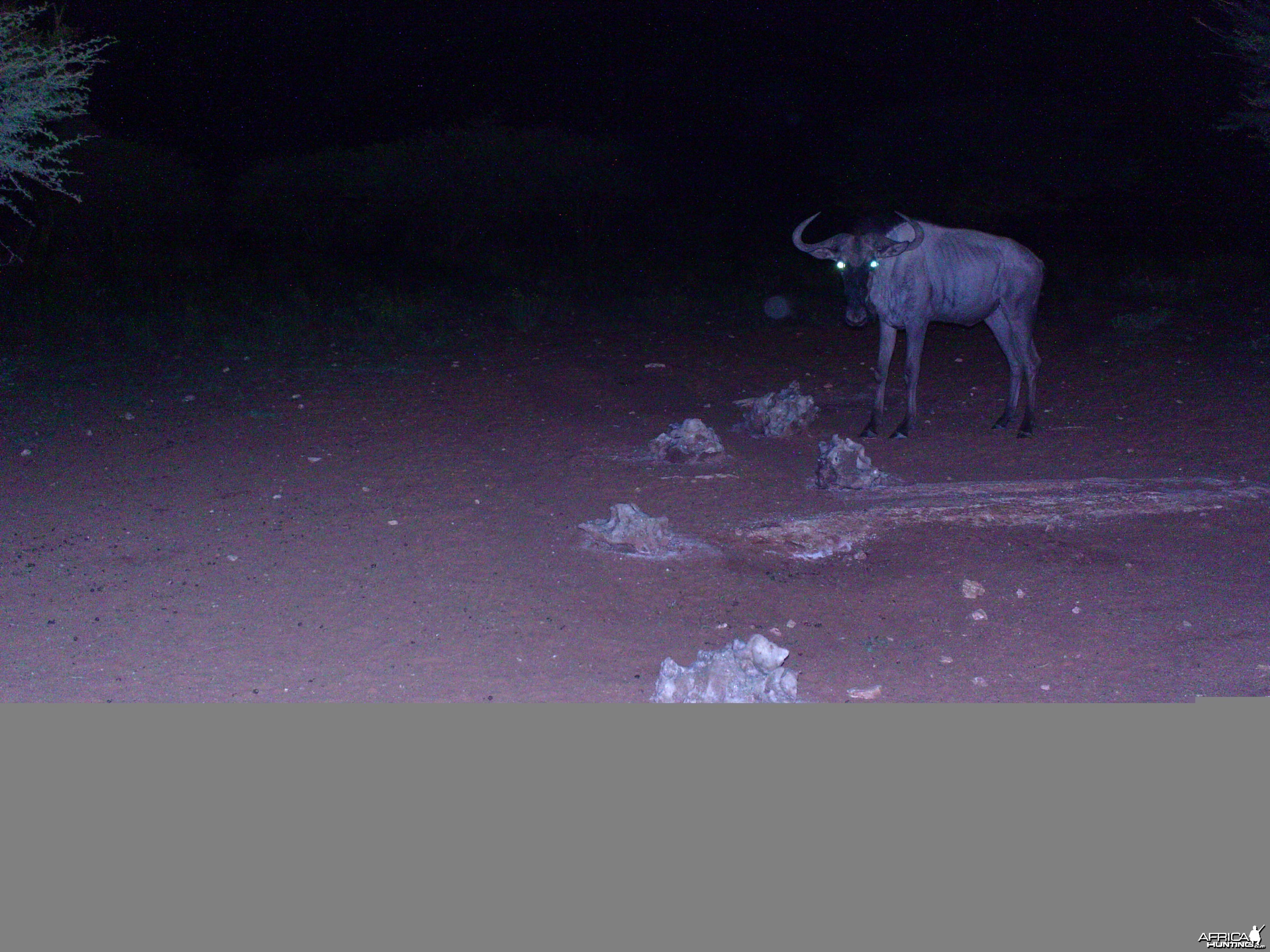 Trail Camera Namibia