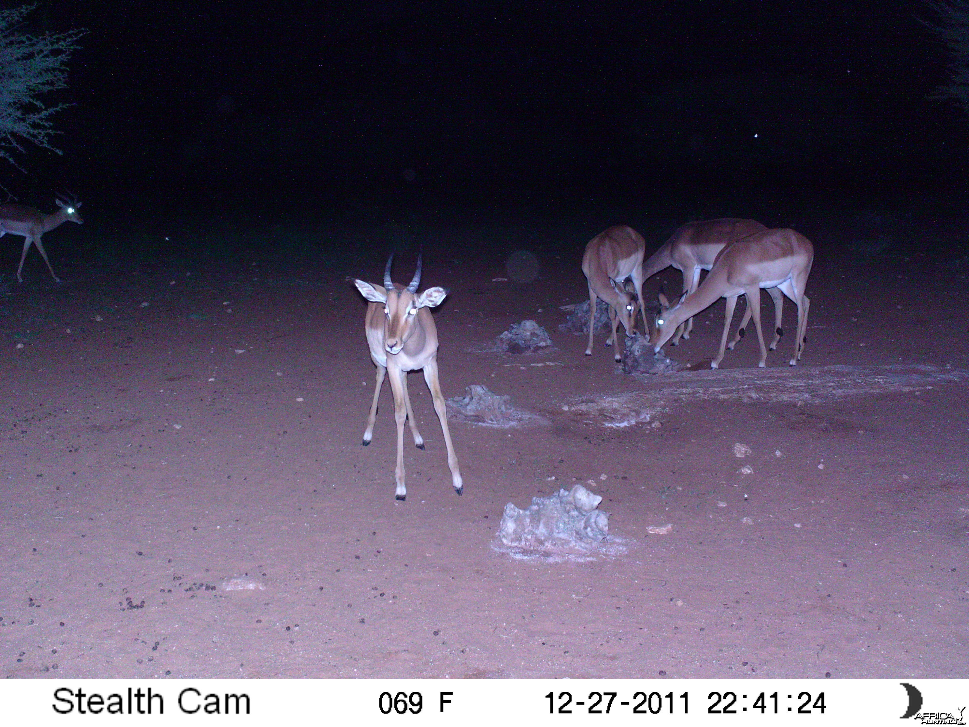 Trail Camera Namibia