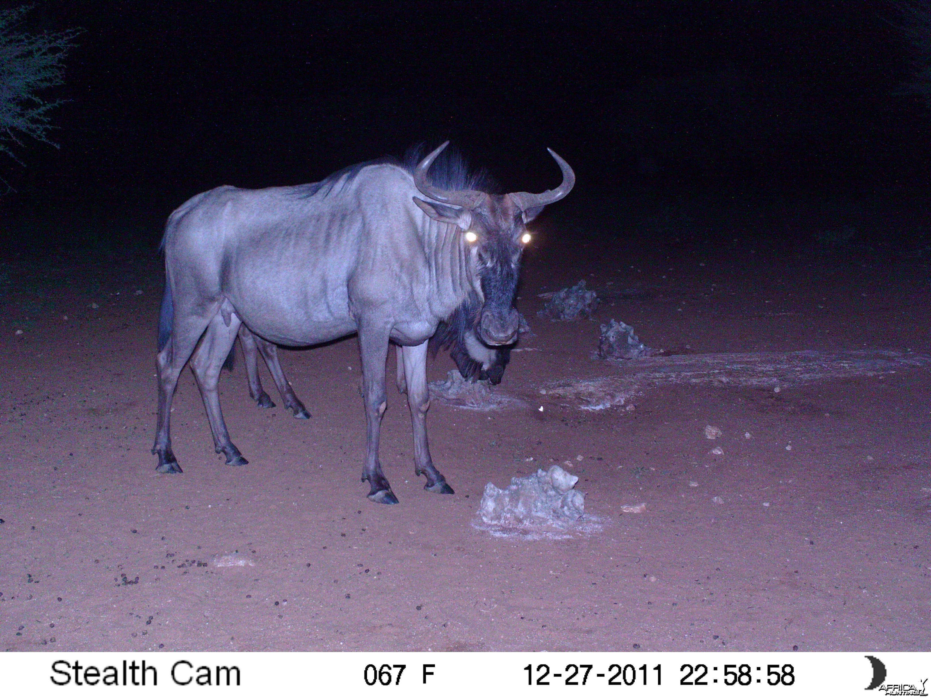 Trail Camera Namibia