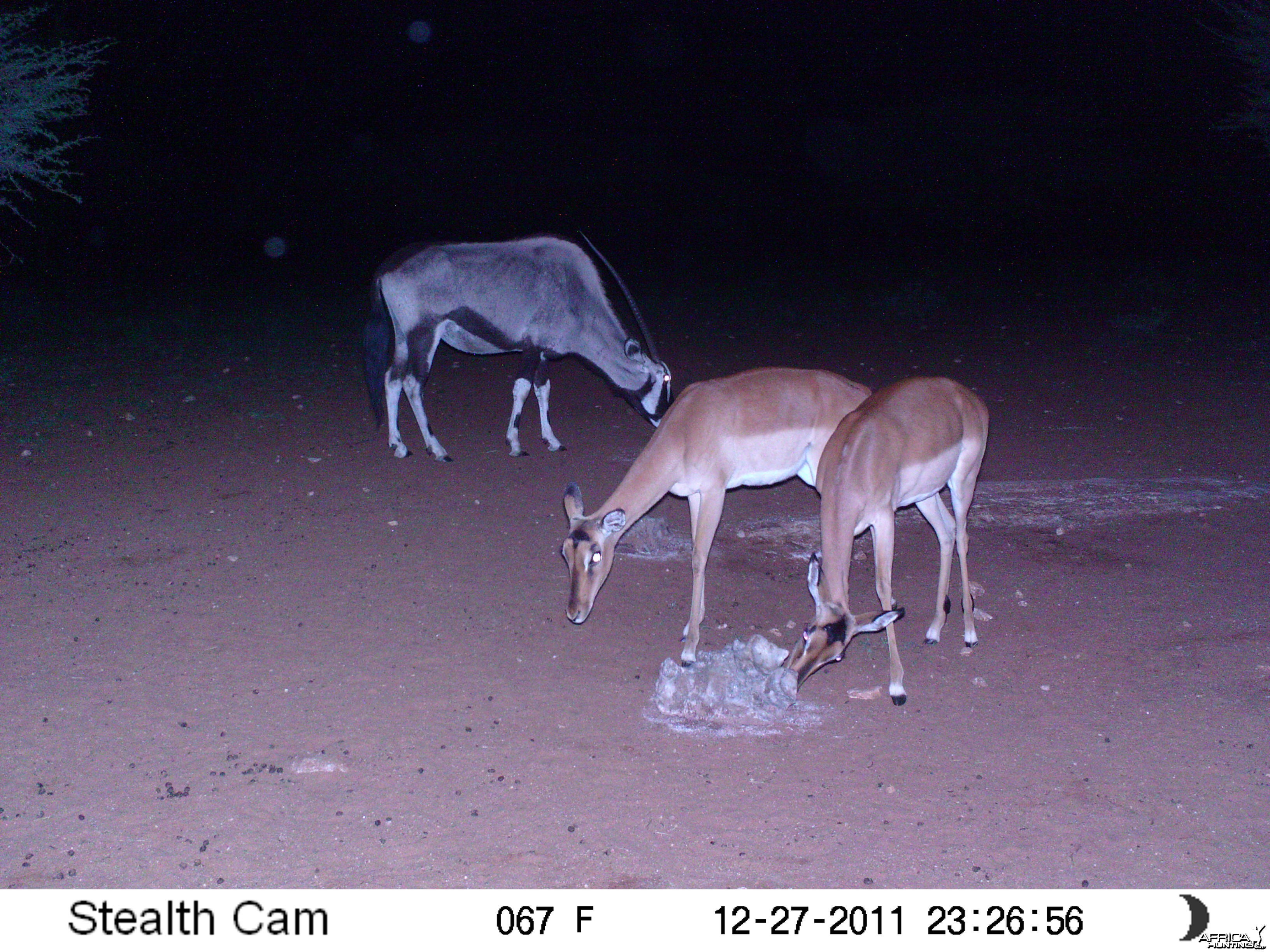 Trail Camera Namibia