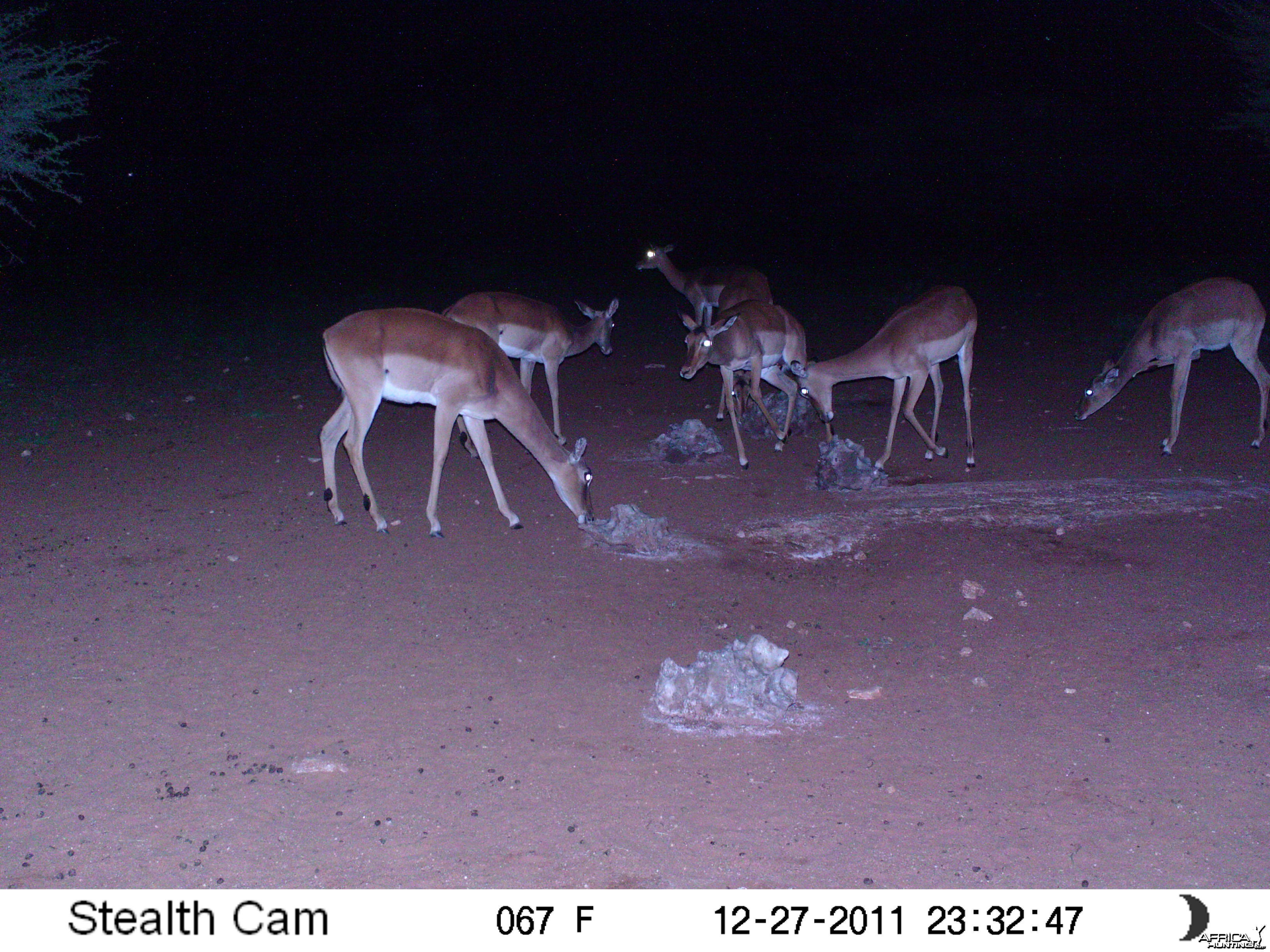 Trail Camera Namibia