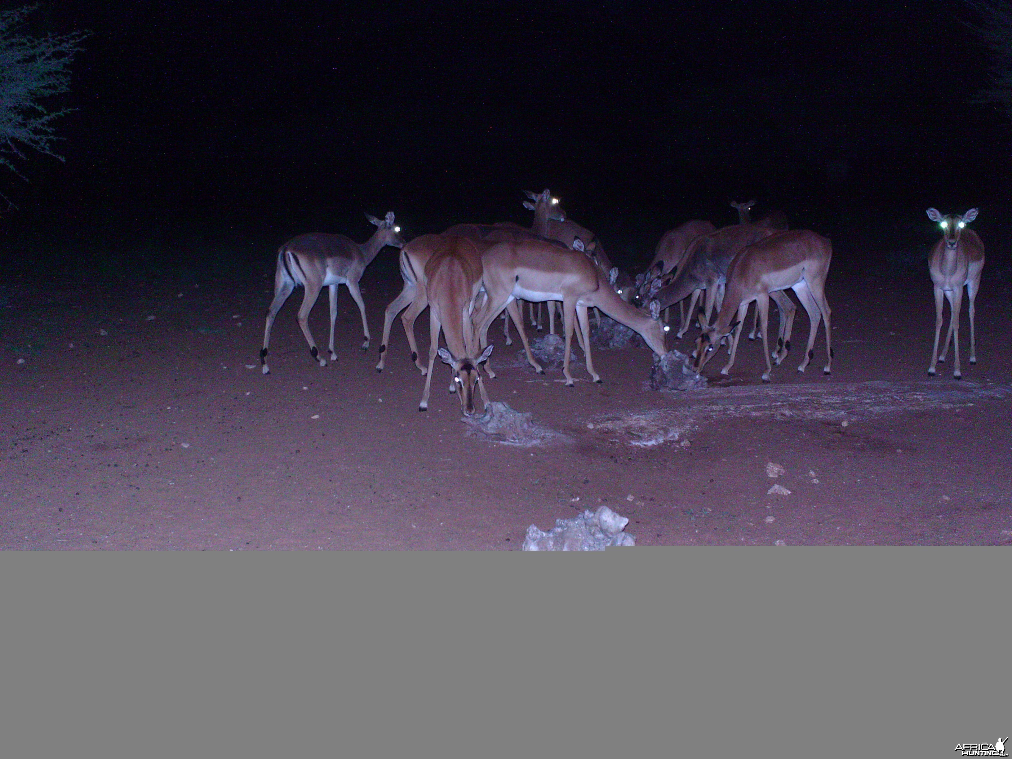 Trail Camera Namibia