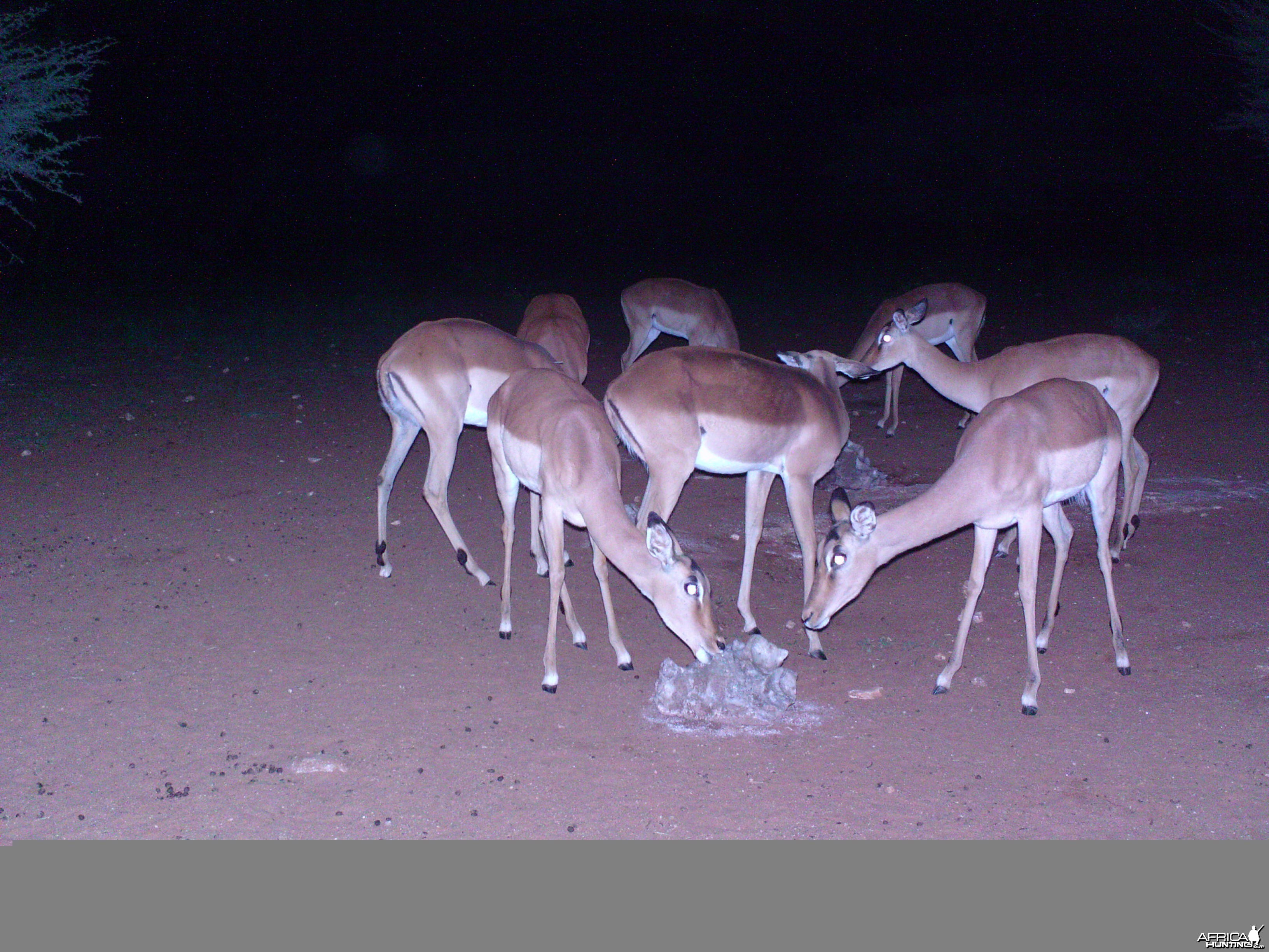 Trail Camera Namibia