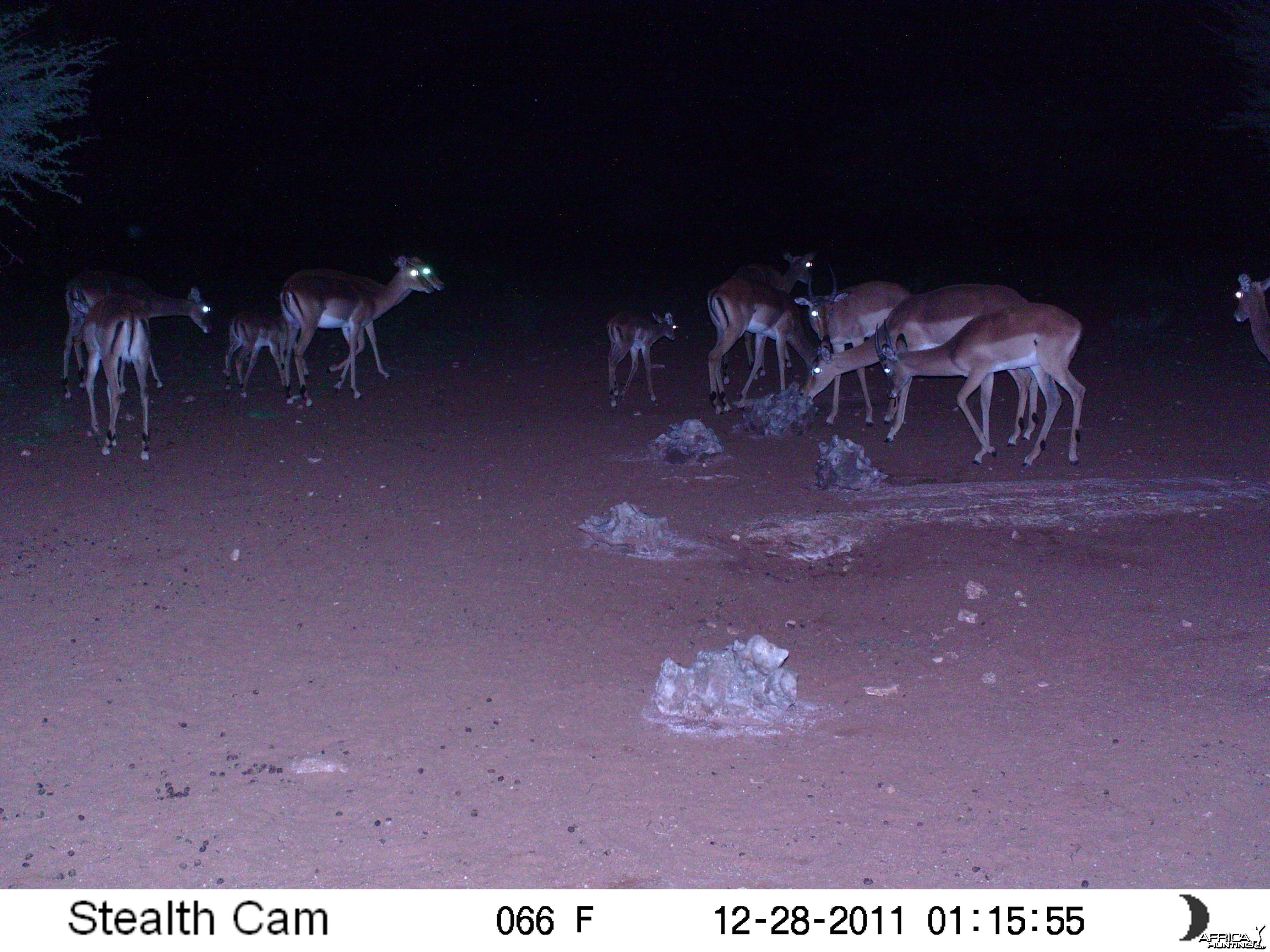 Trail Camera Namibia