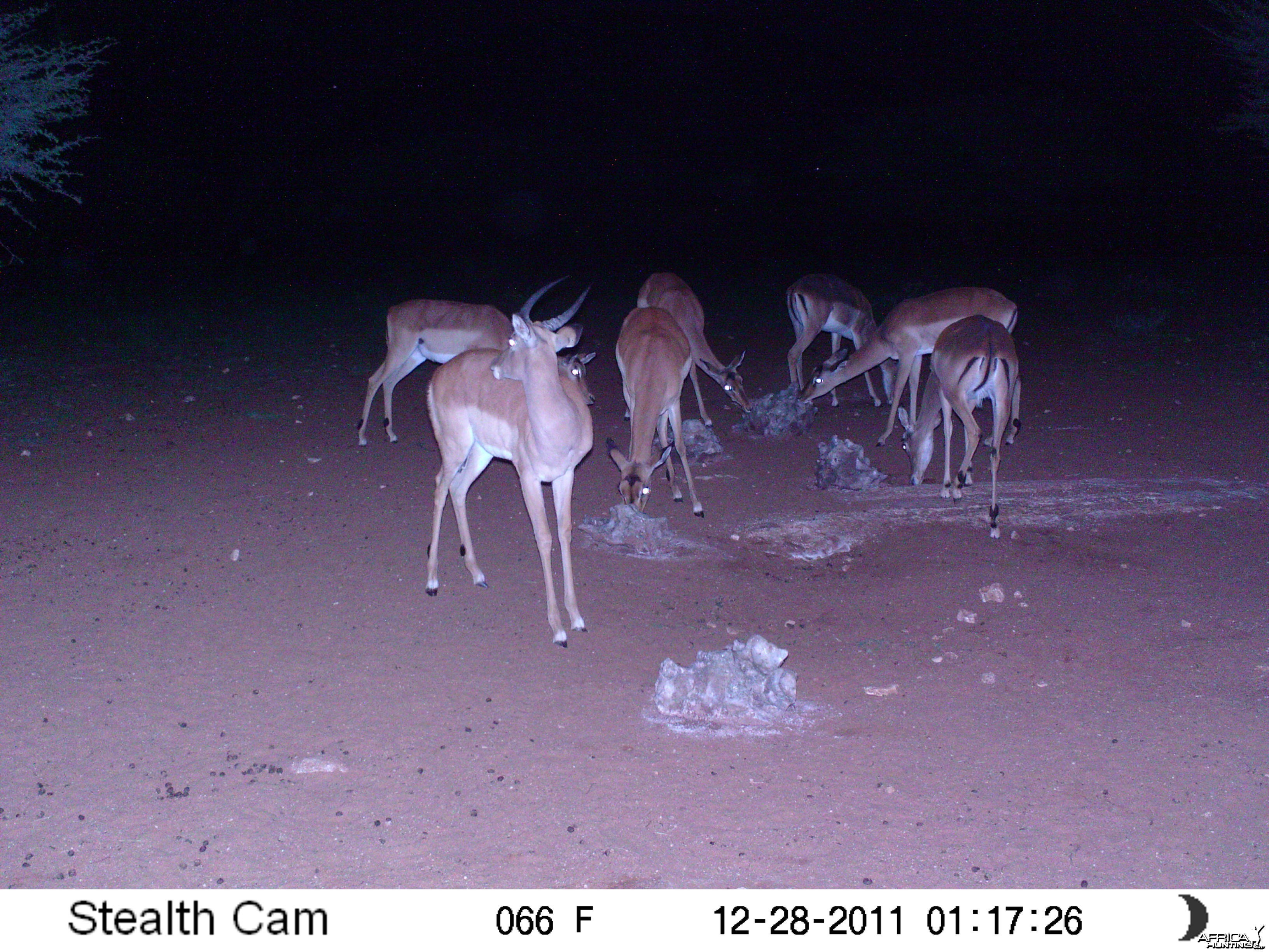 Trail Camera Namibia