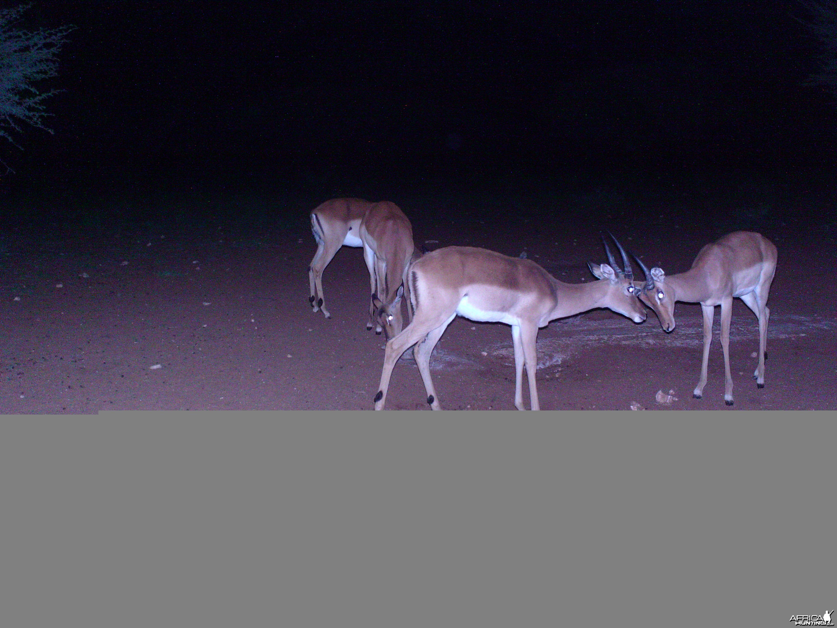 Trail Camera Namibia