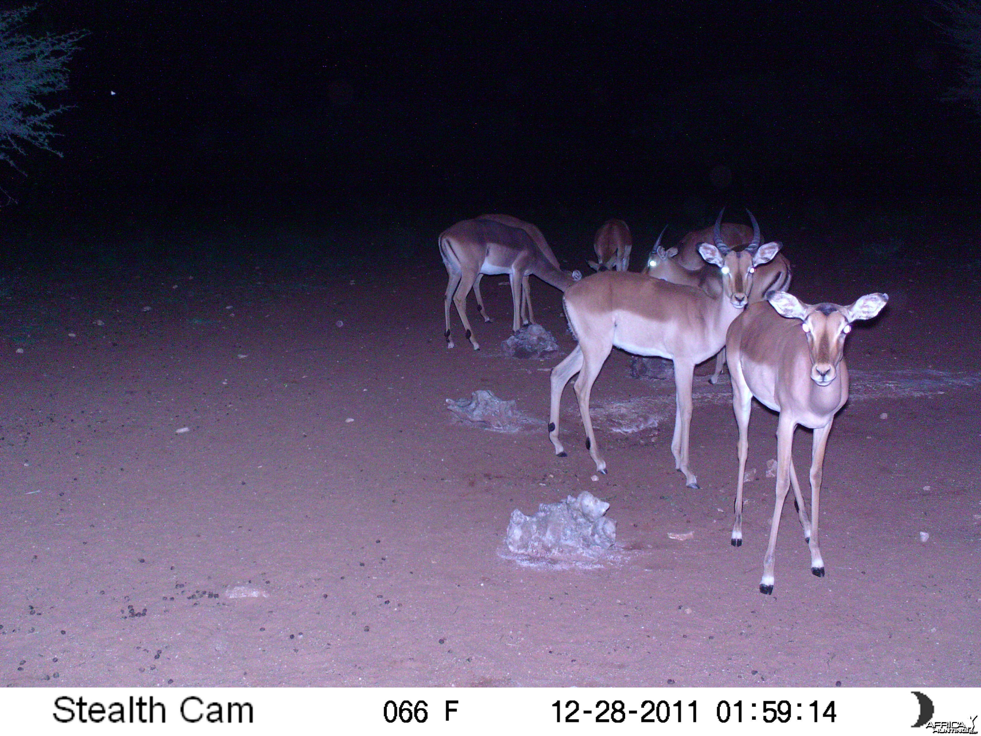 Trail Camera Namibia