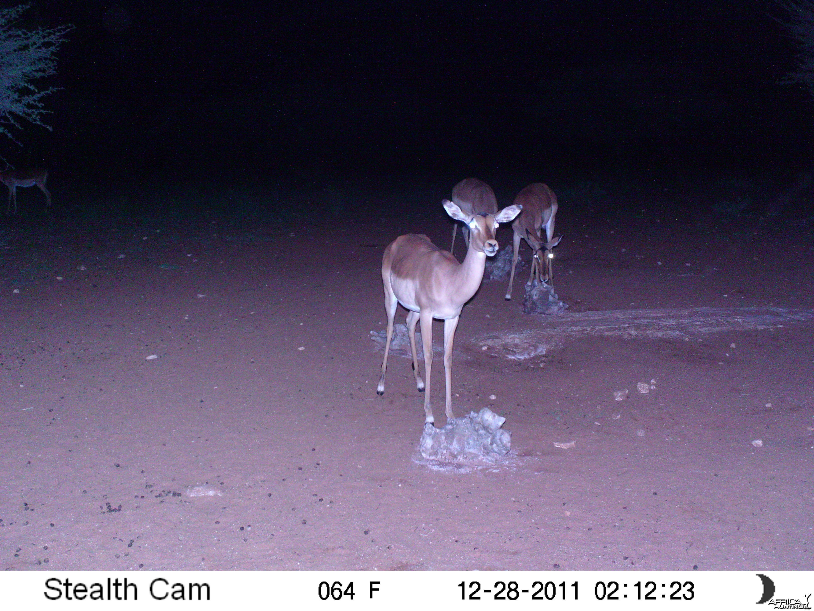 Trail Camera Namibia