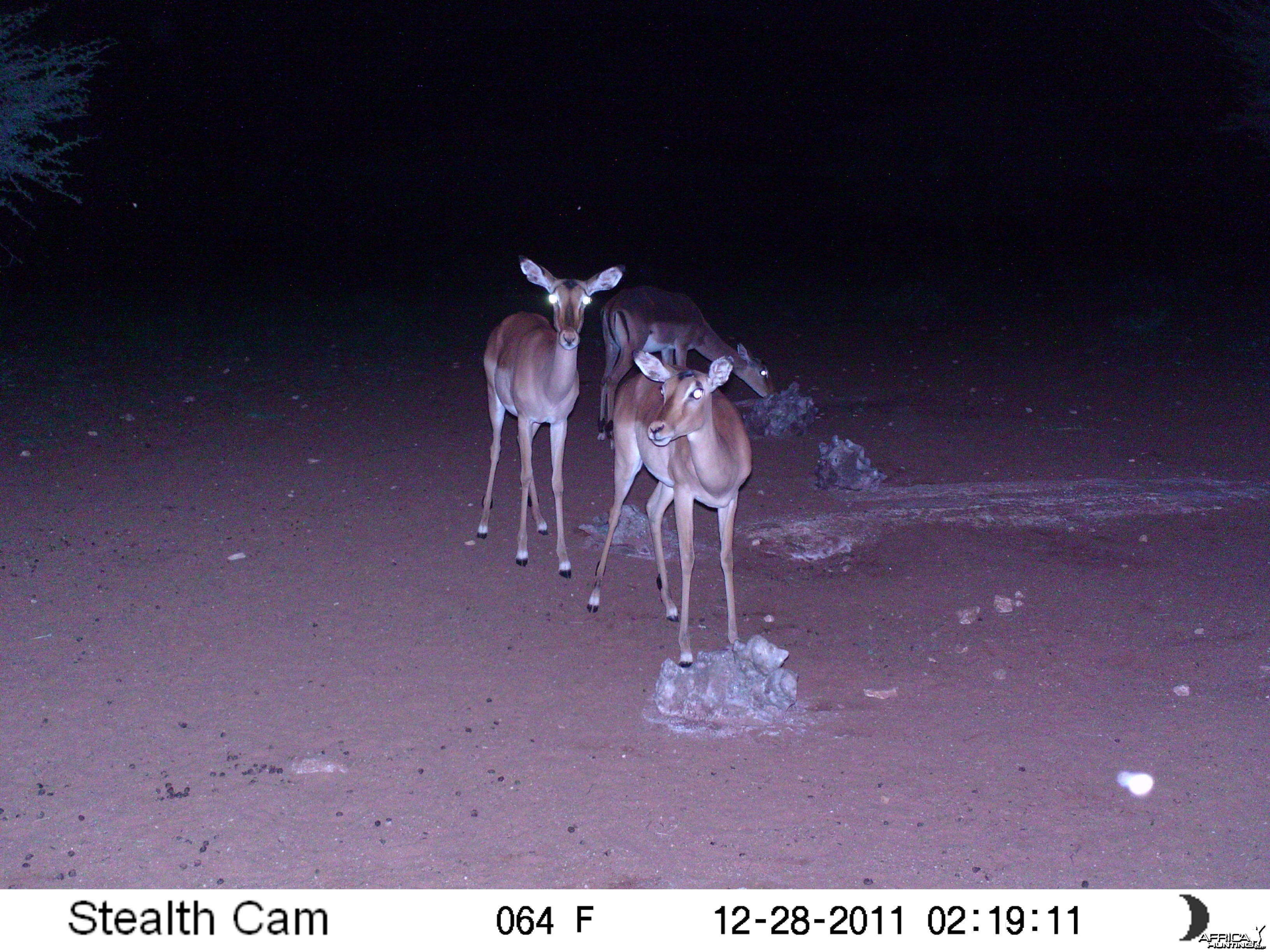 Trail Camera Namibia