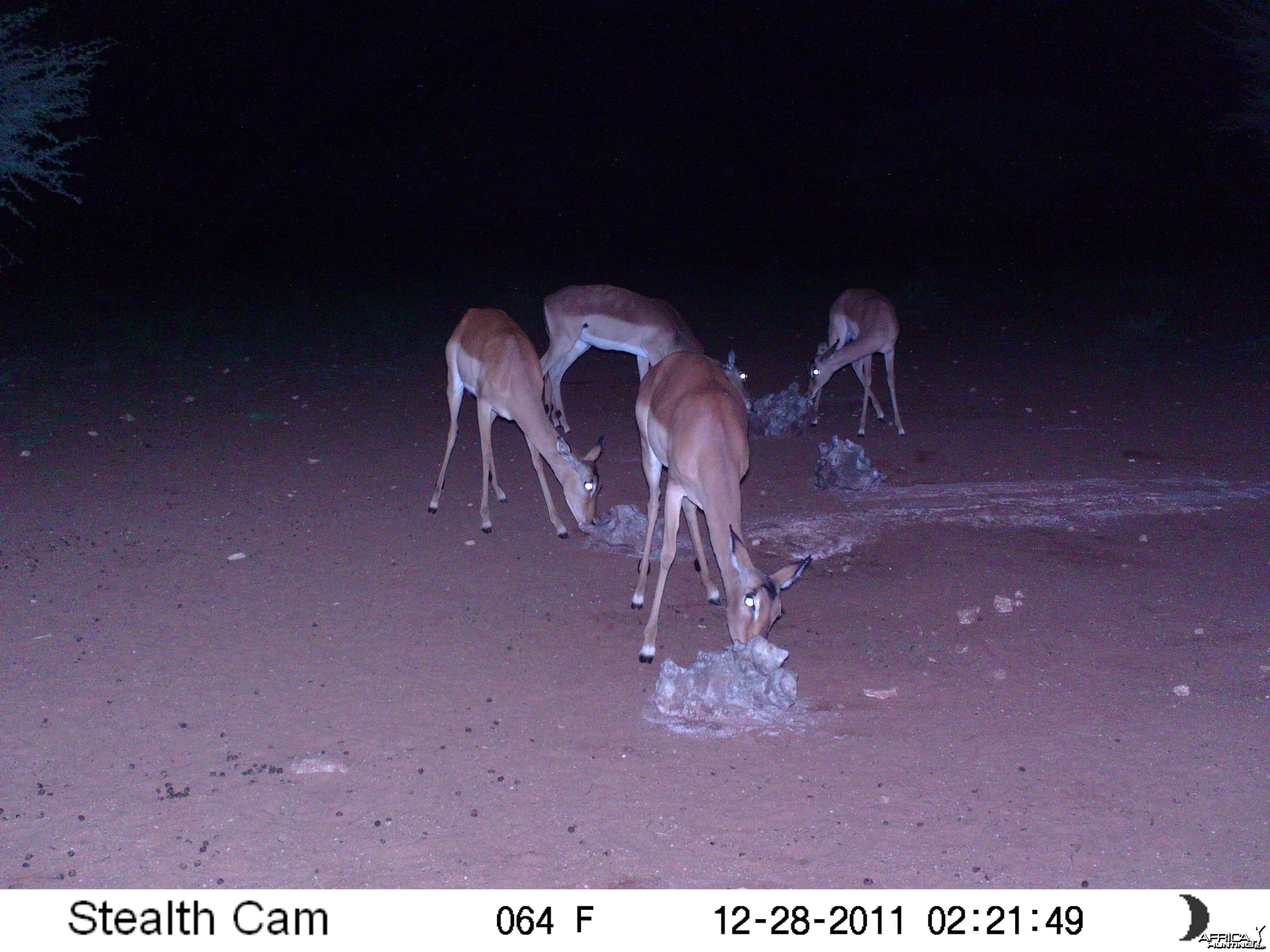 Trail Camera Namibia