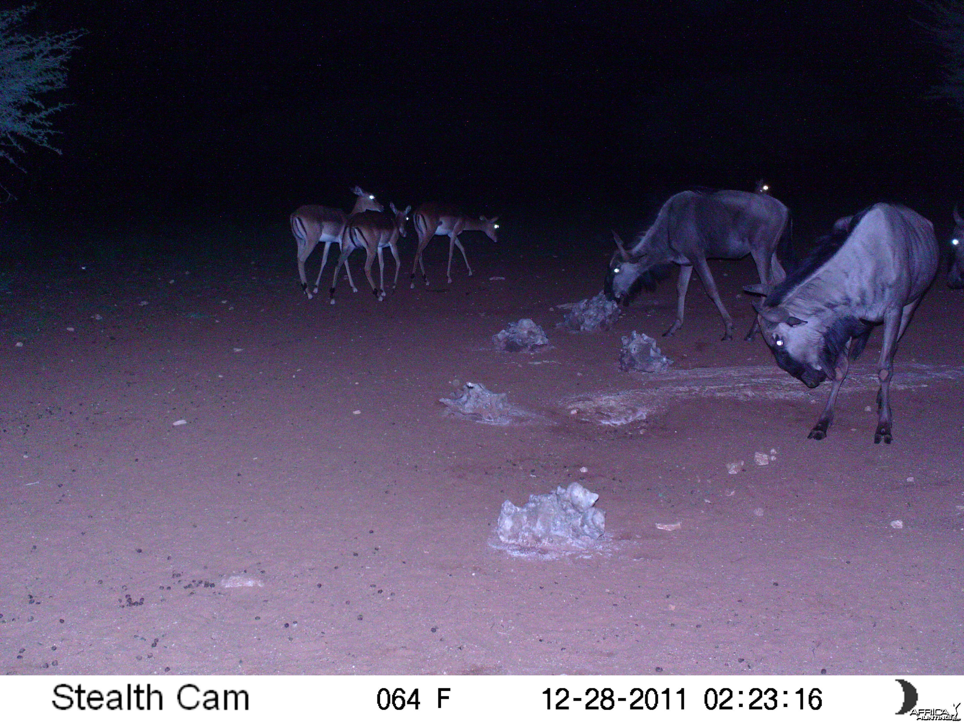 Trail Camera Namibia