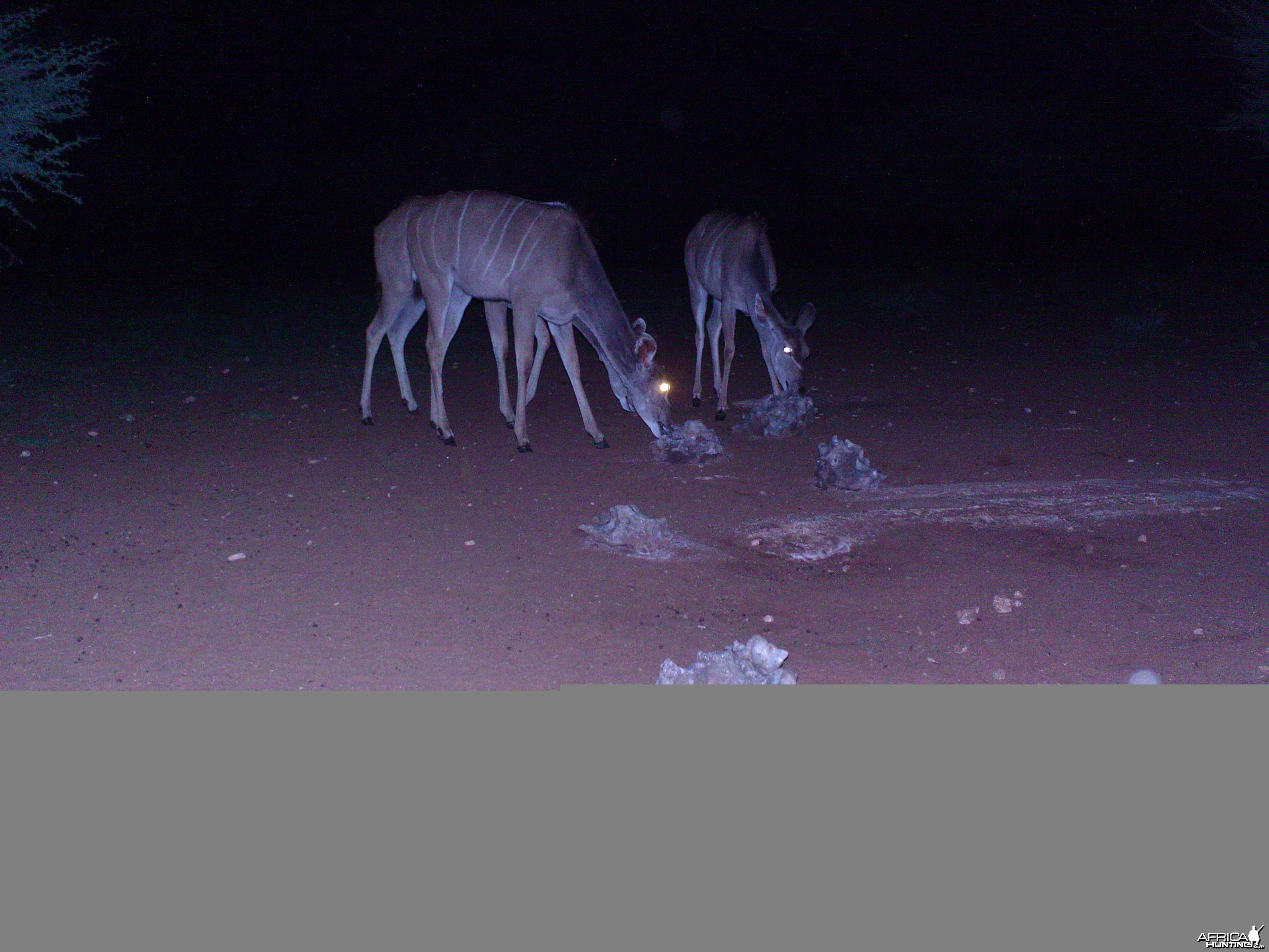 Trail Camera Namibia