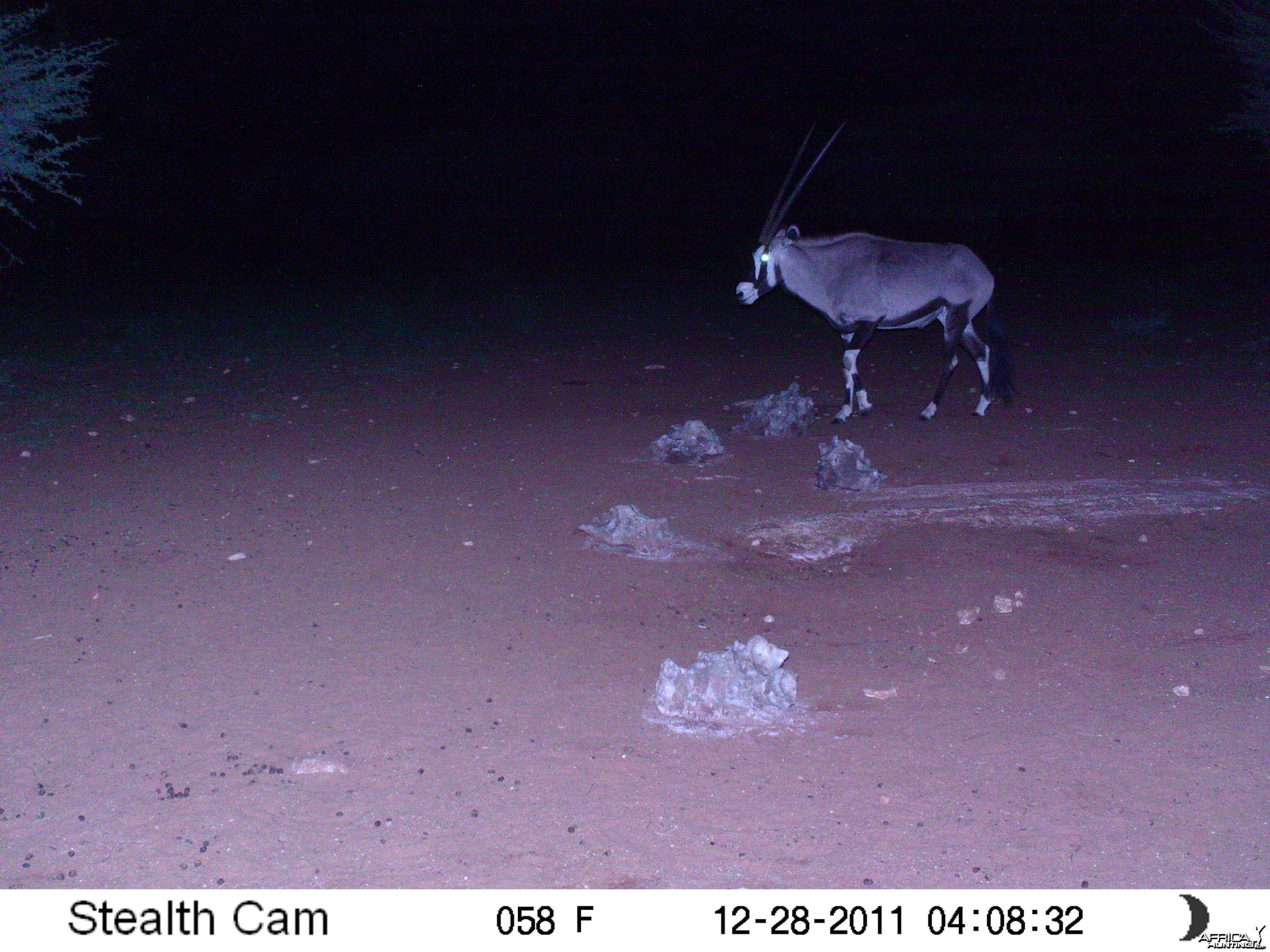 Trail Camera Namibia