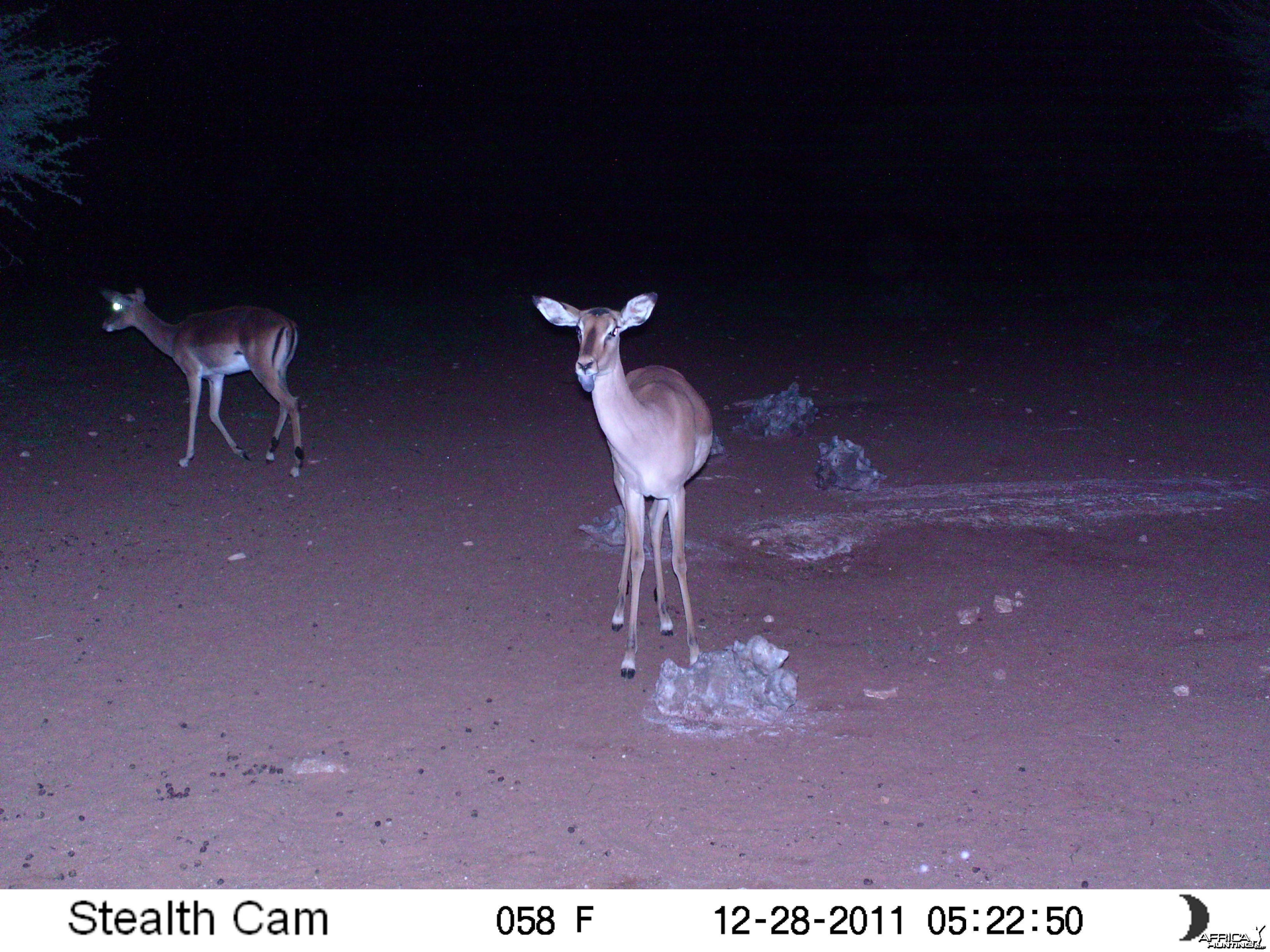 Trail Camera Namibia