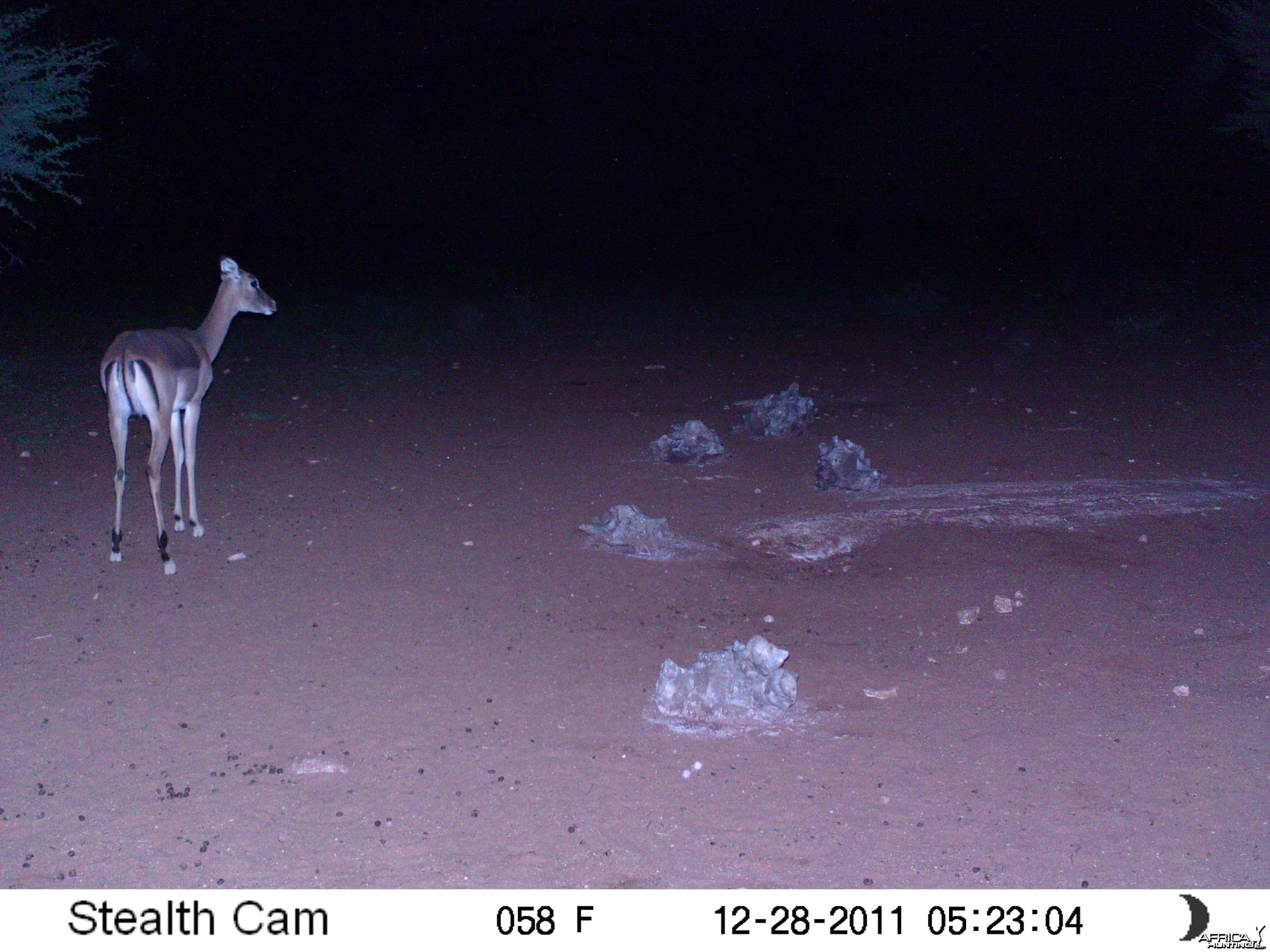 Trail Camera Namibia