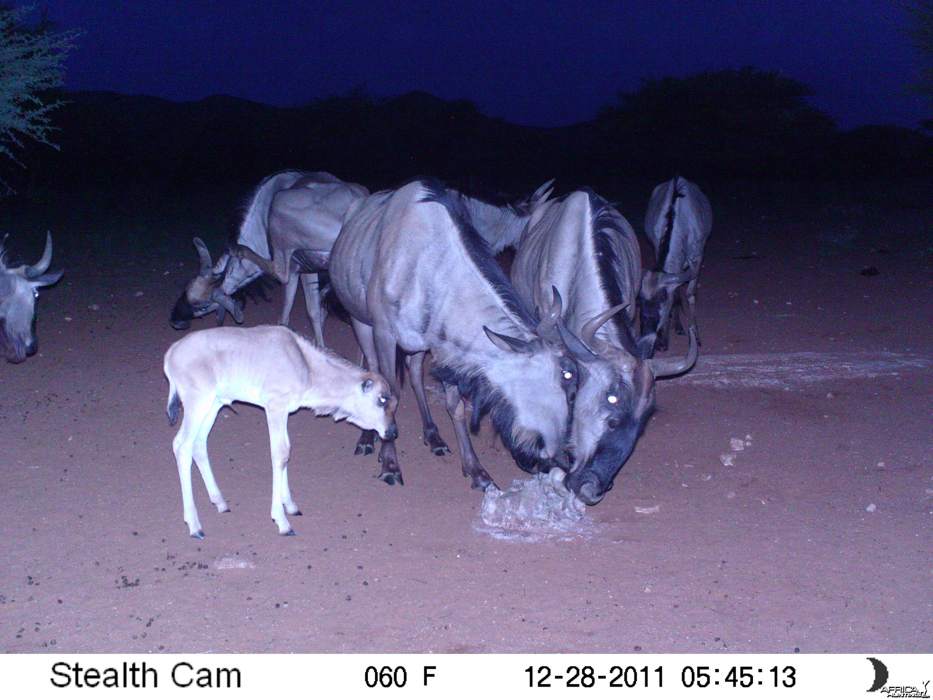 Trail Camera Namibia