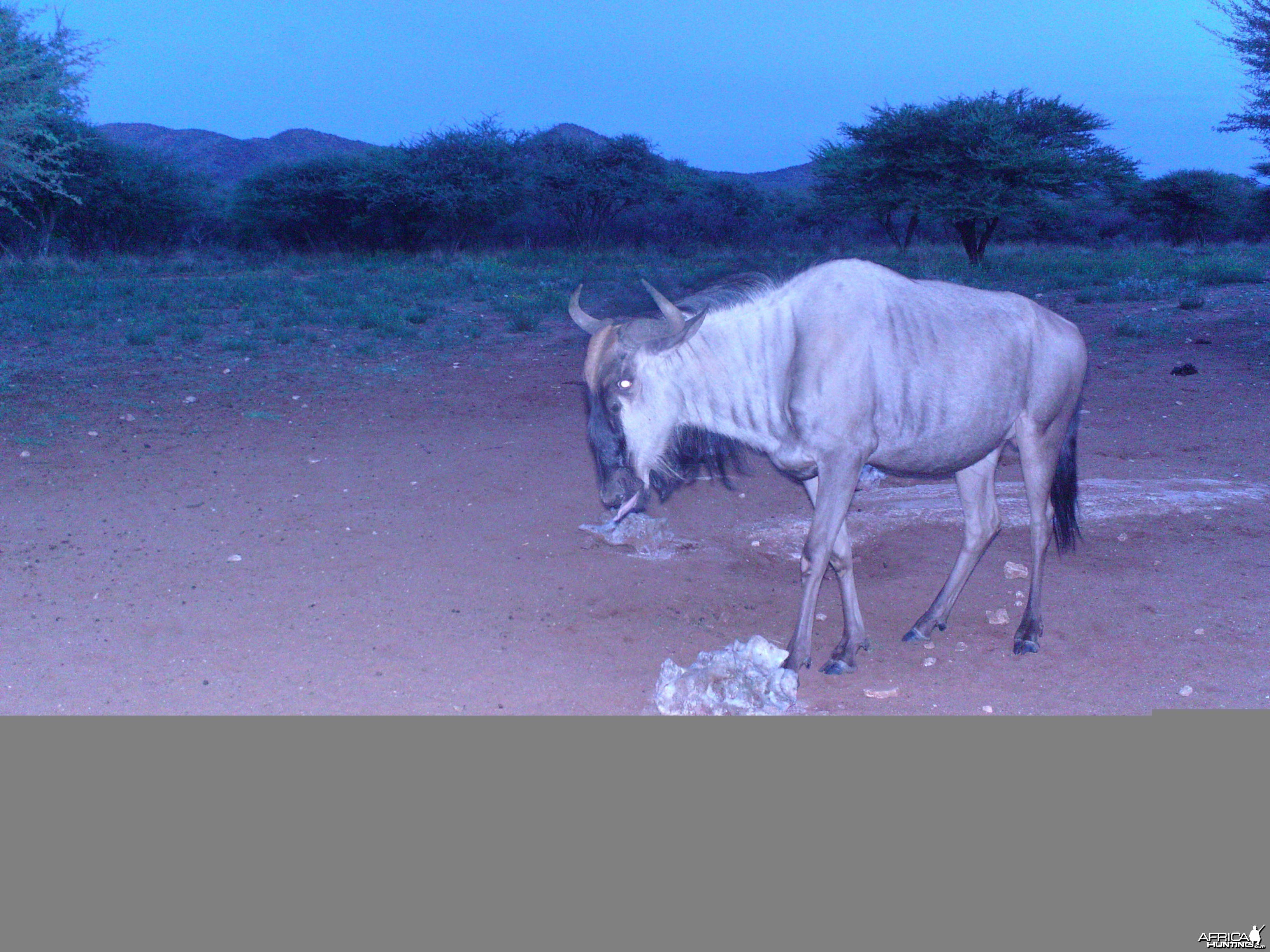 Trail Camera Namibia