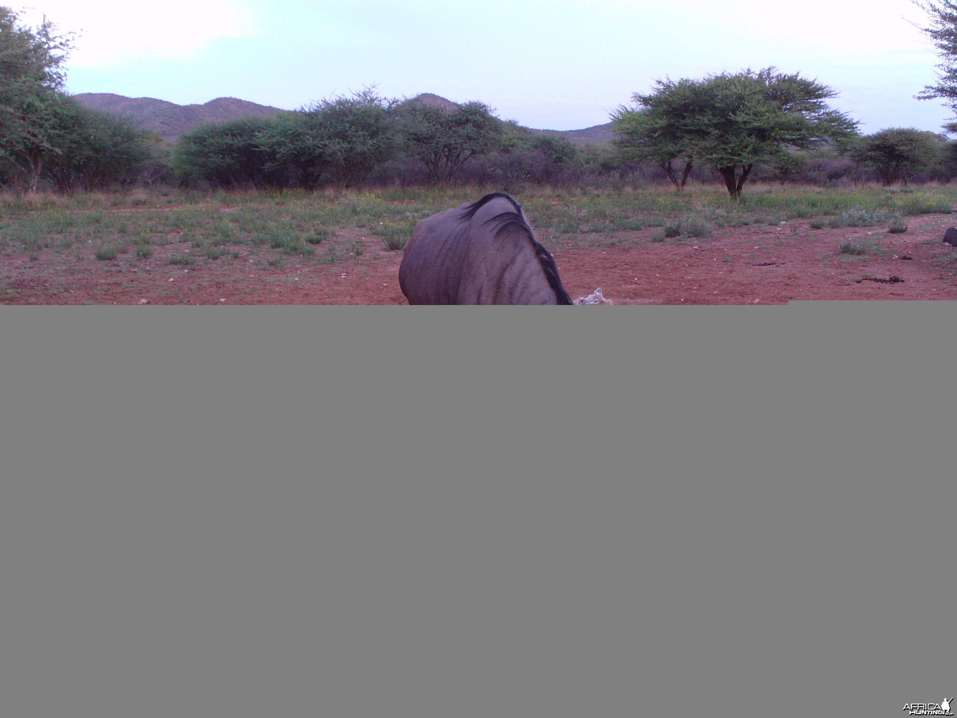 Trail Camera Namibia