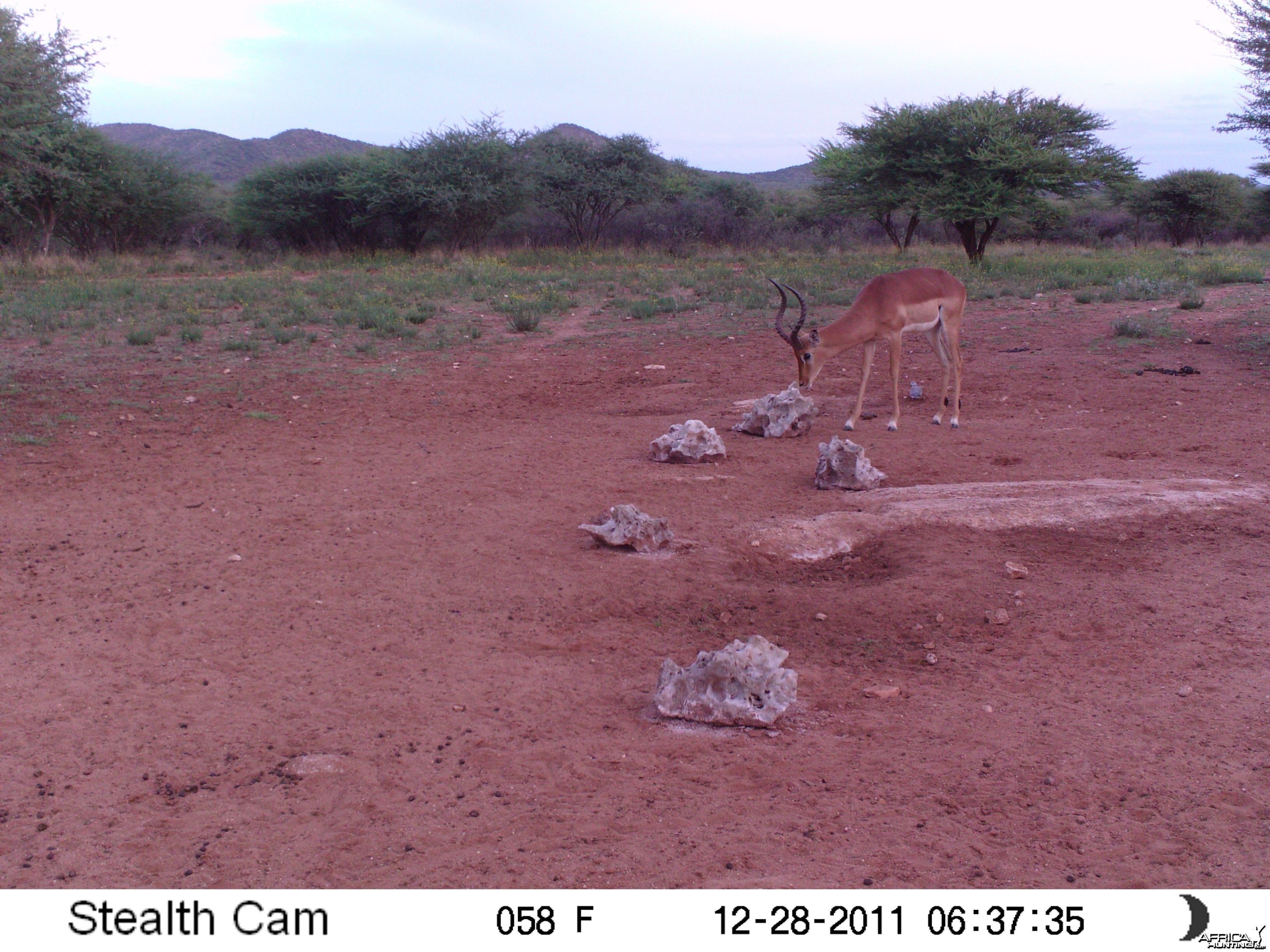 Trail Camera Namibia