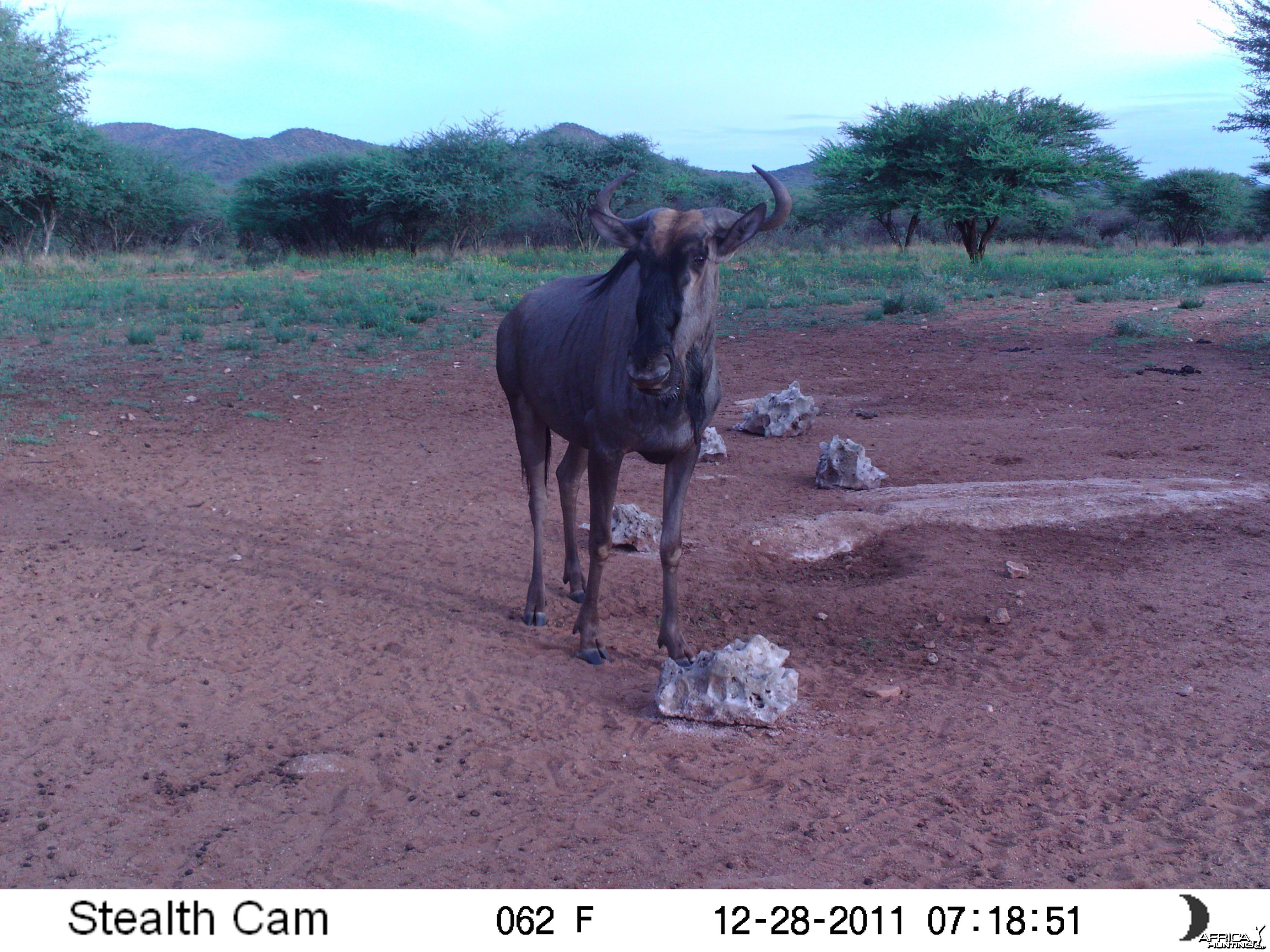 Trail Camera Namibia