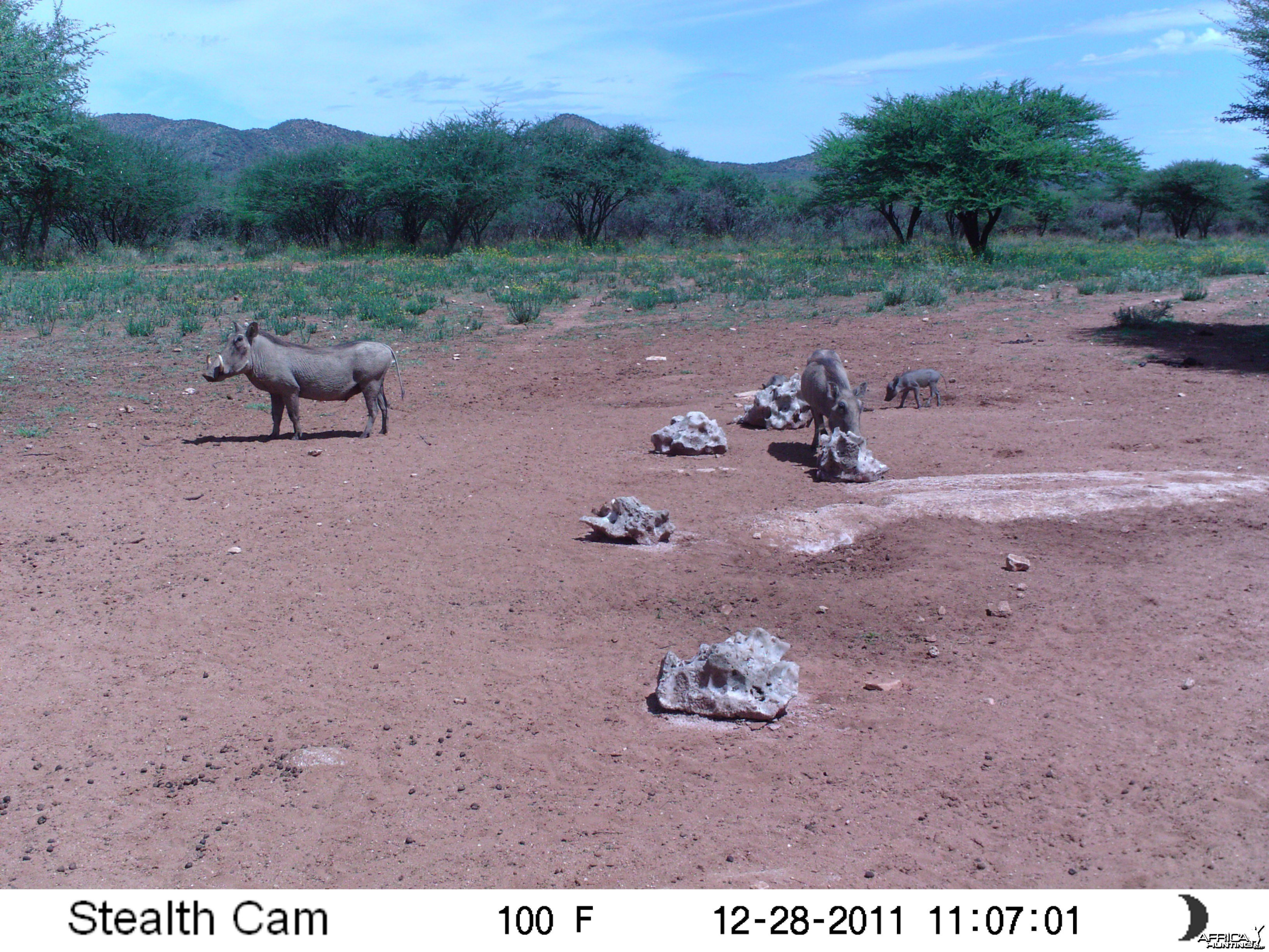 Trail Camera Namibia