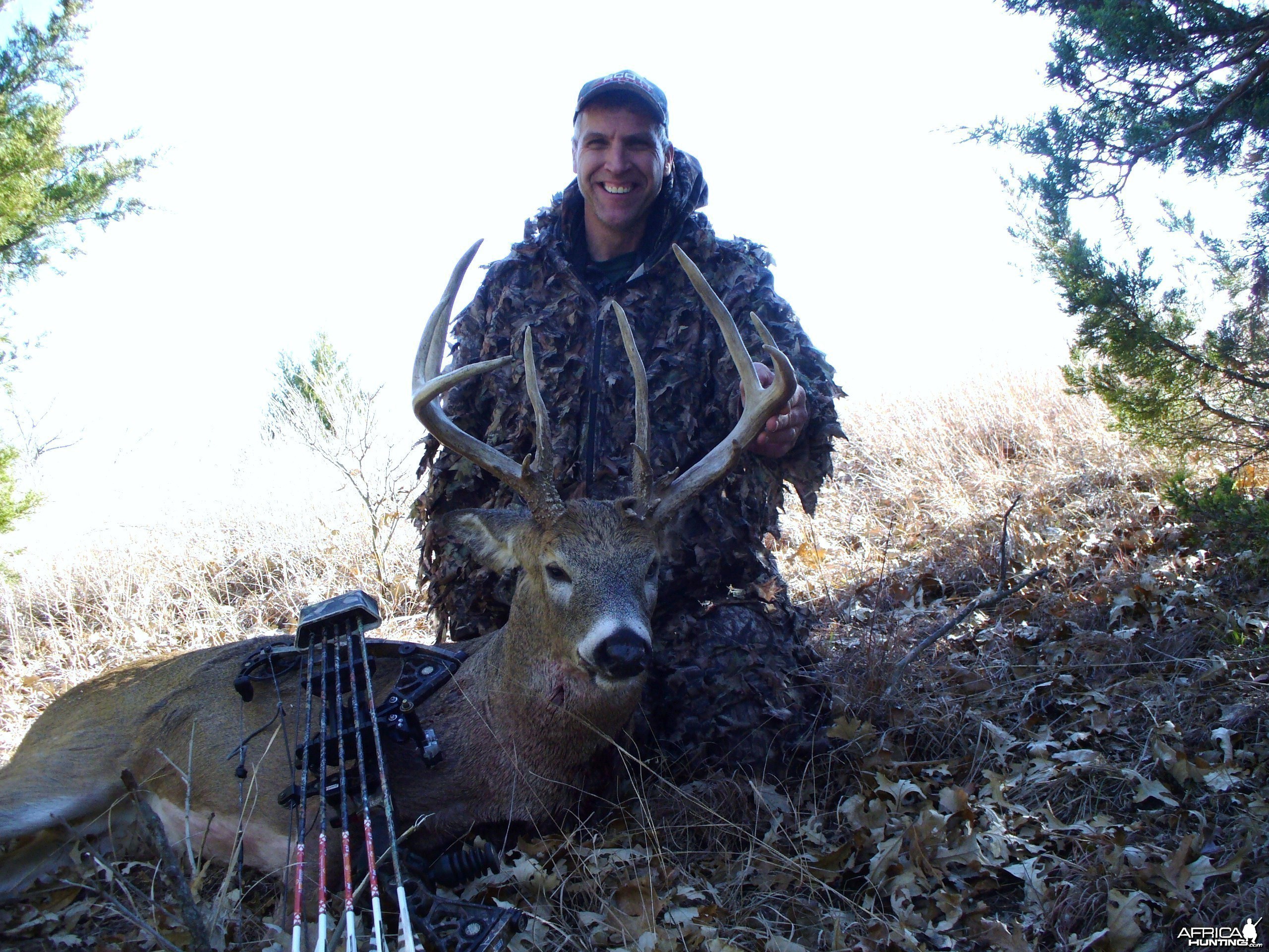 whitetail deer