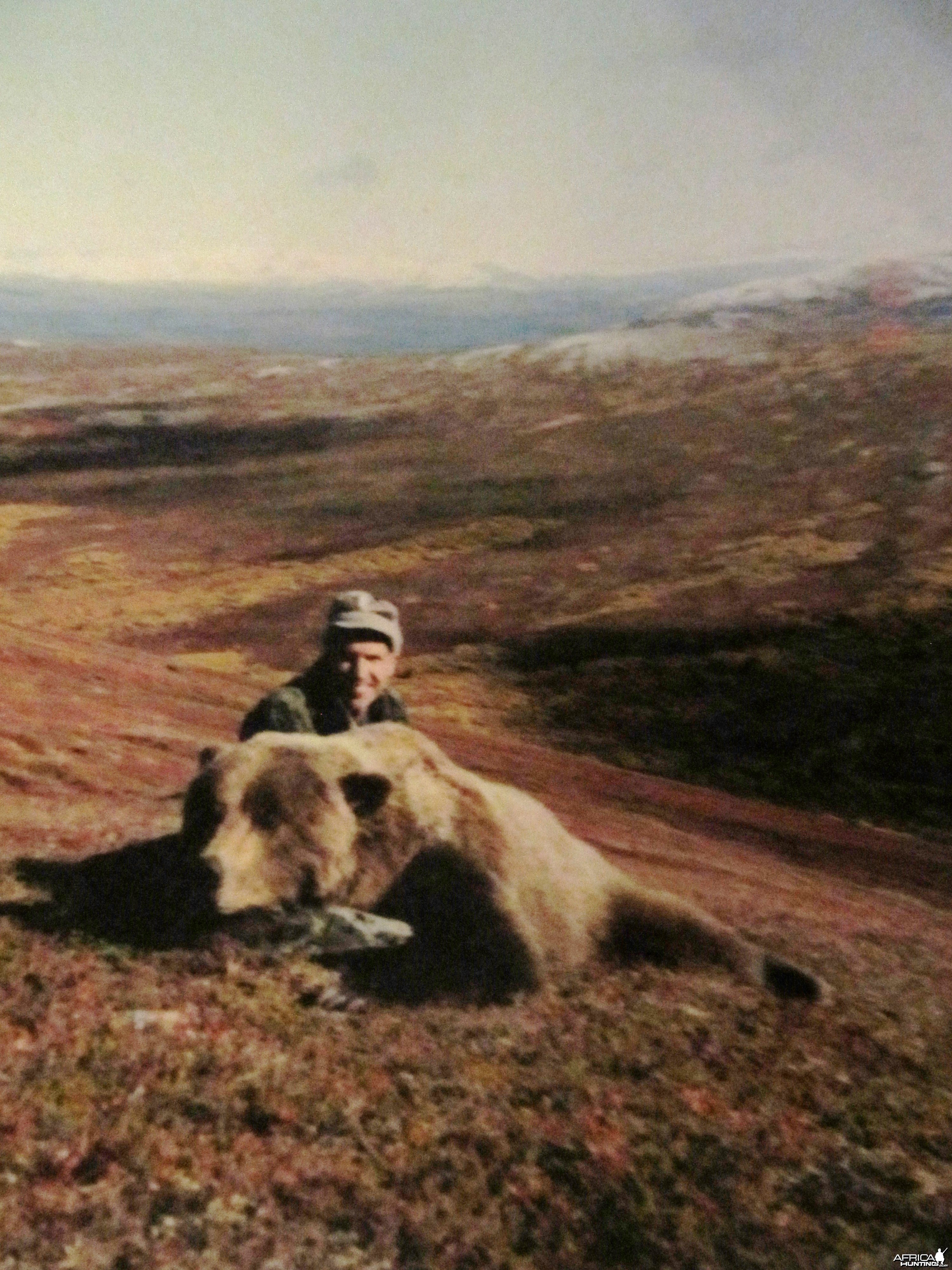 Alaska brown Bear