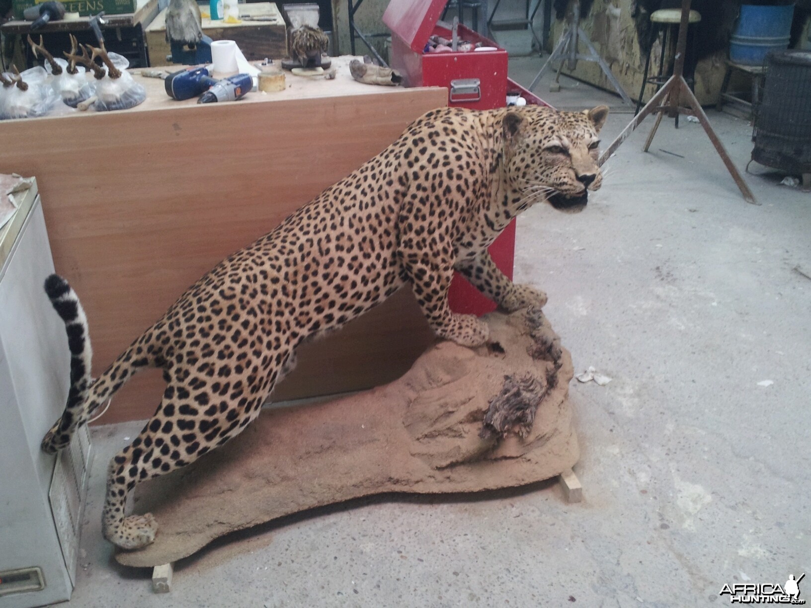 Leopard Full Mount