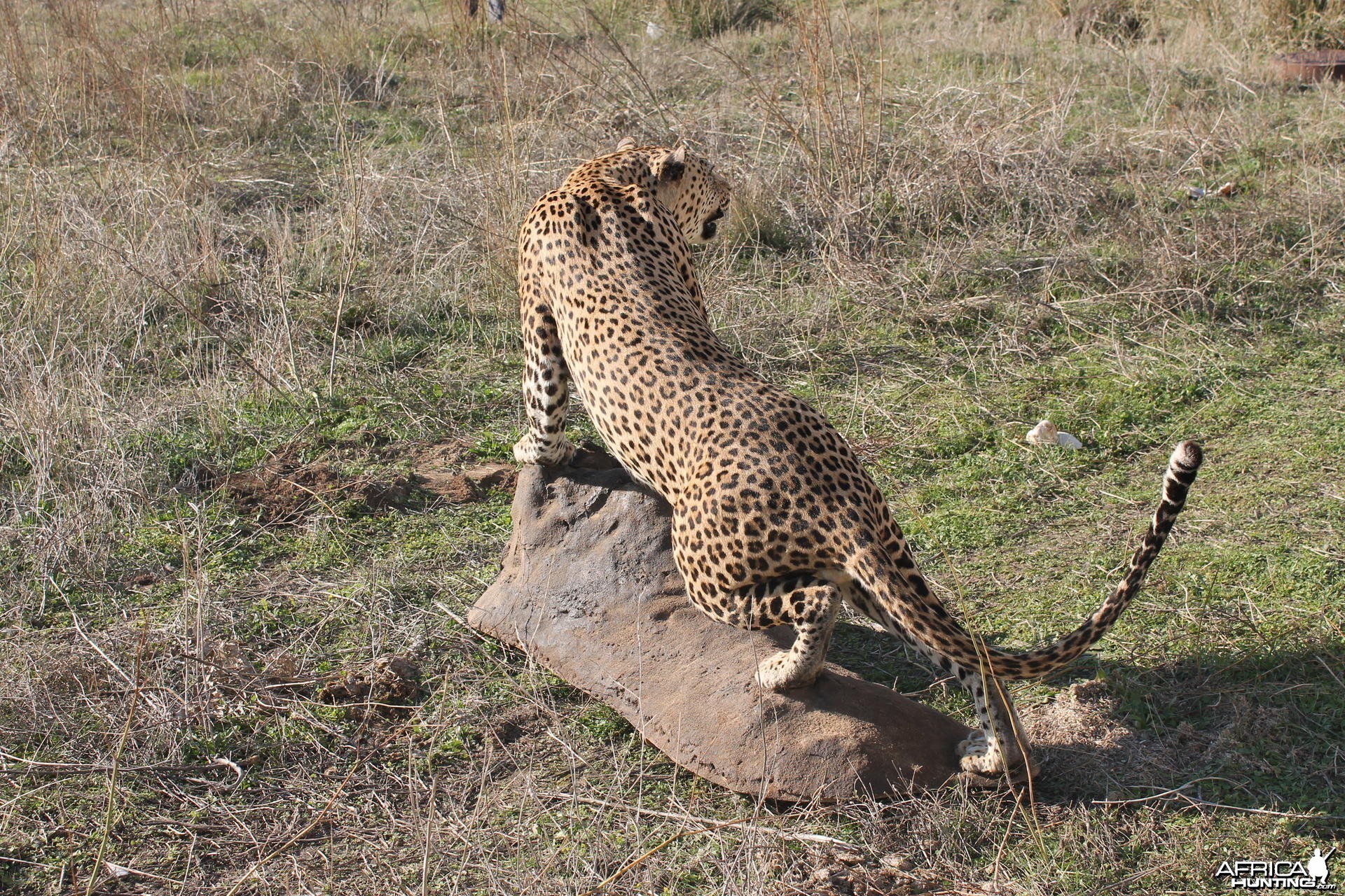 Leopard Full Mount